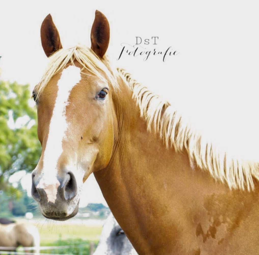 Leisure / broodmare De Niro x Nurprimus