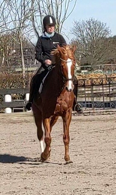 kwpn recreatie-paard merrie 18 years old vos for sale - Photo 6