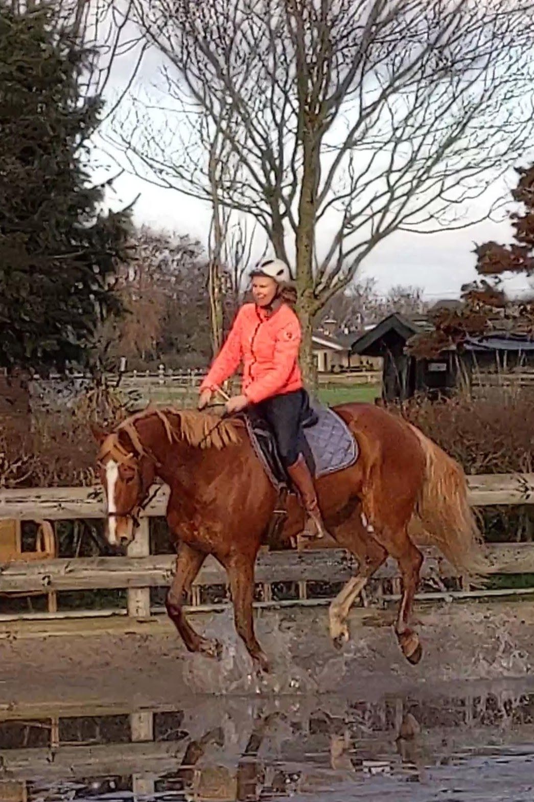 kwpn recreatie-paard merrie 18 years old vos for sale - Photo 2