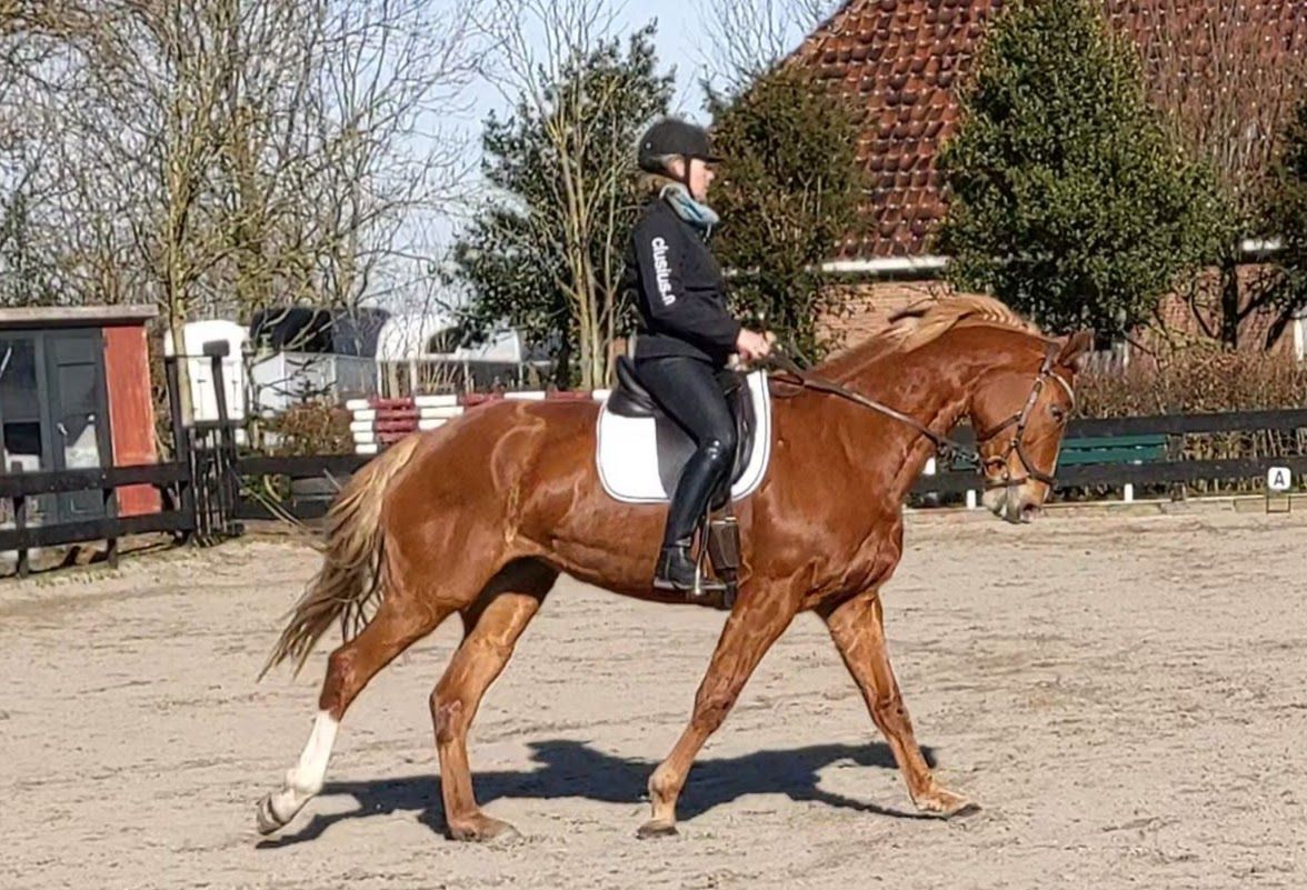 kwpn recreatie-paard merrie 18 years old vos for sale - Photo 5