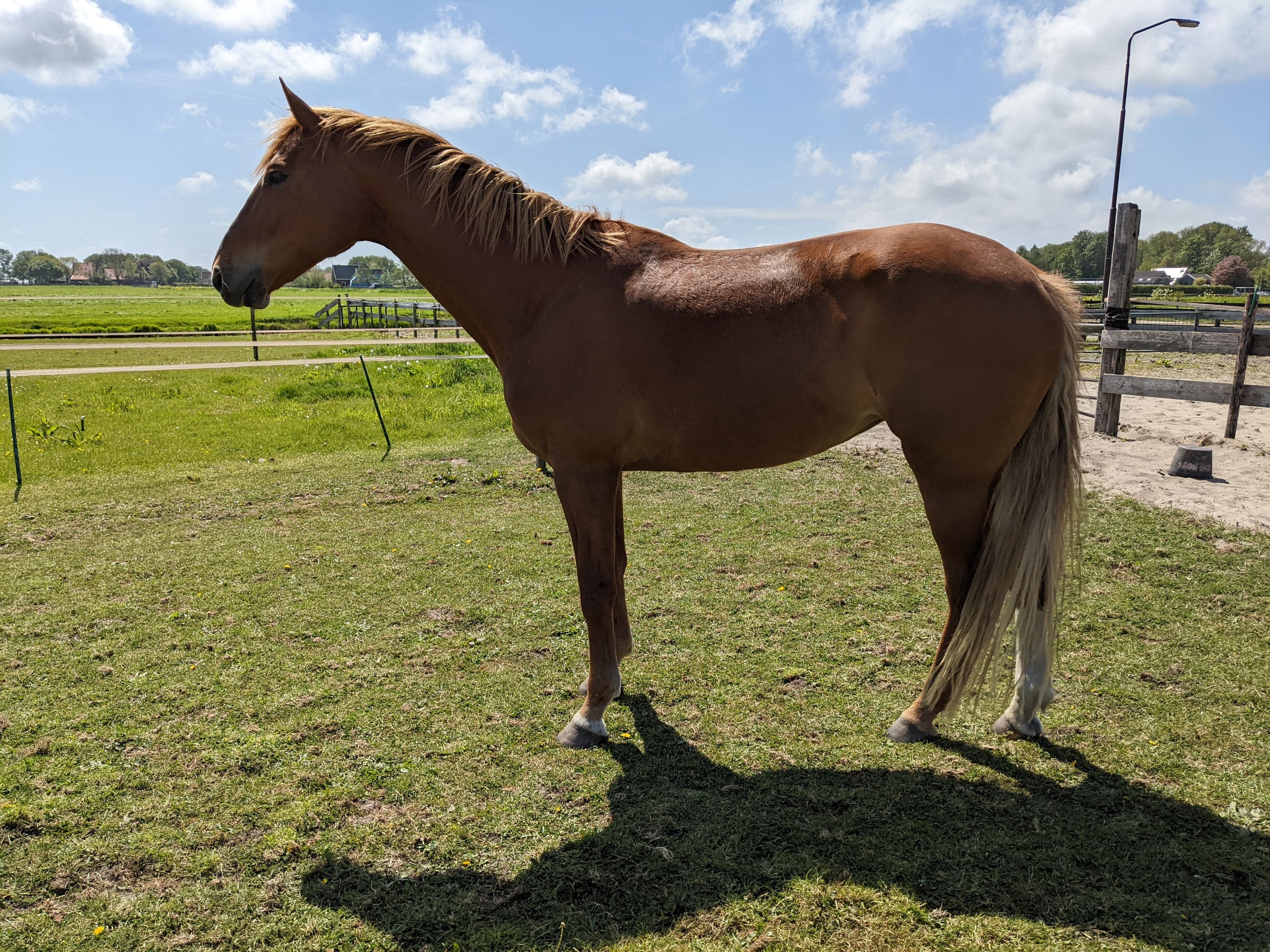 kwpn recreatie-paard merrie 18 years old vos for sale - Photo 4