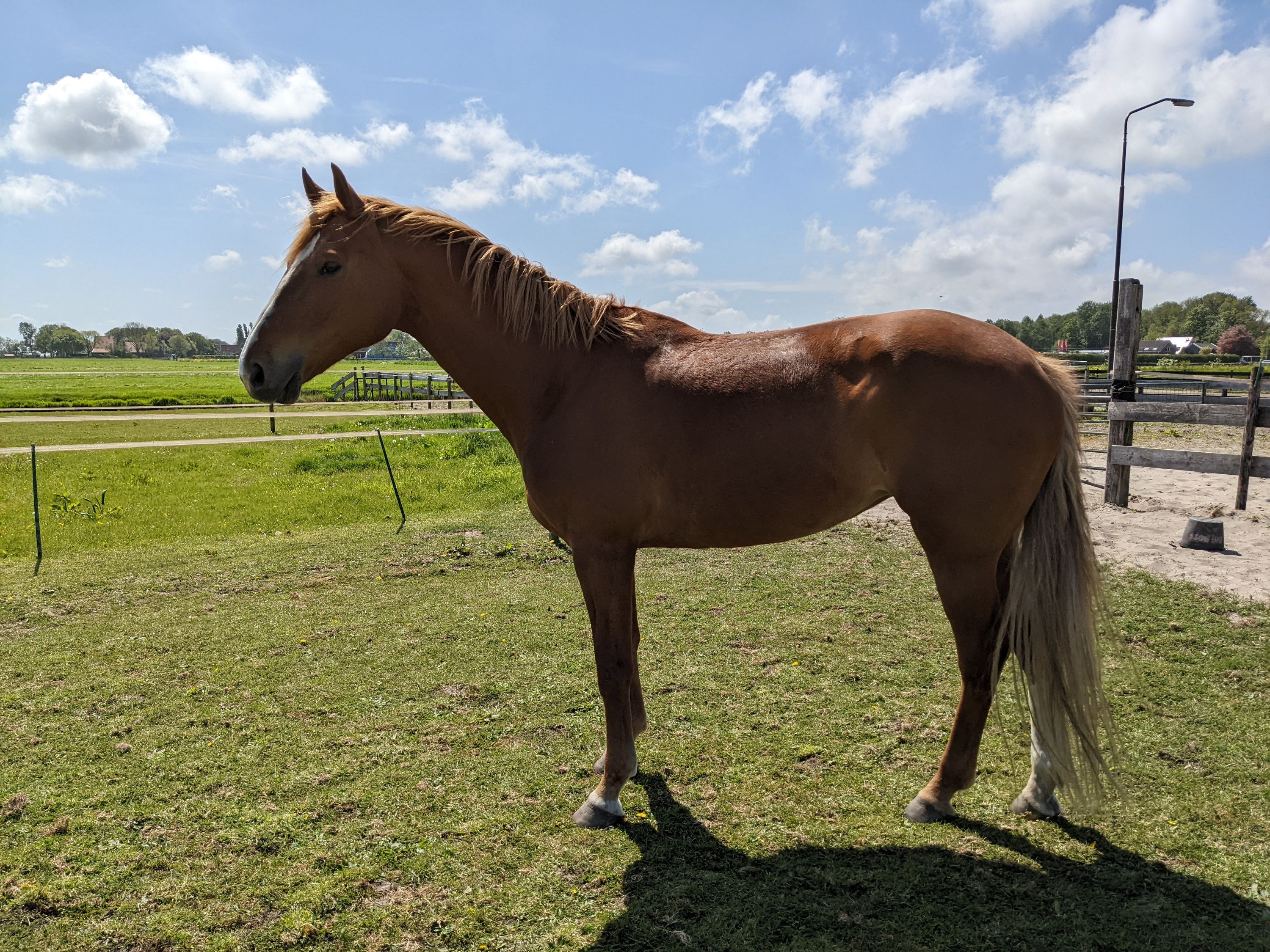 kwpn recreatie-paard merrie 18 years old vos for sale - Photo 3