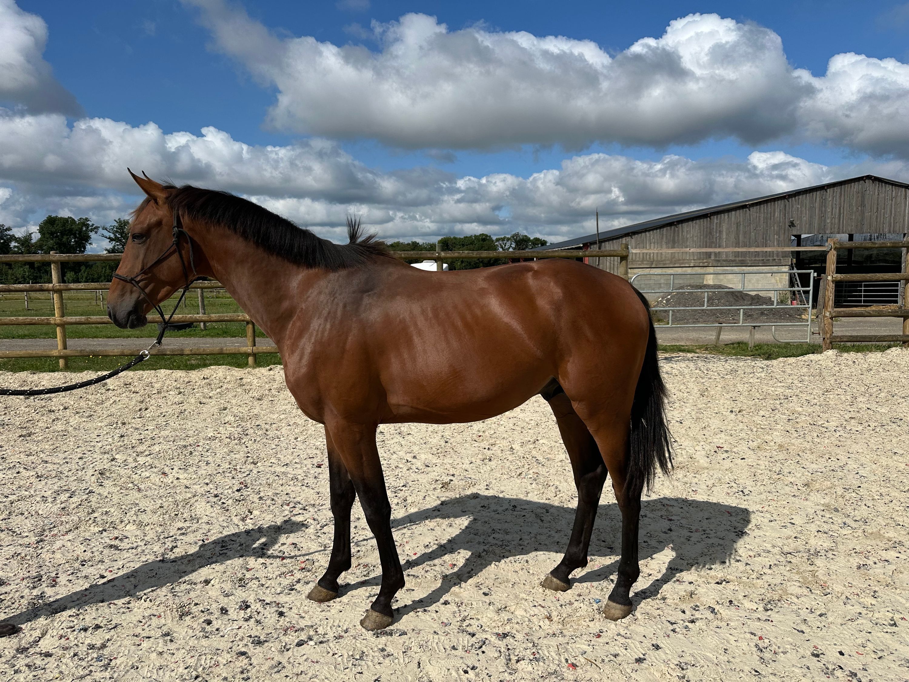 CAVALIER DEL COLLE Z - Bay - Gelding