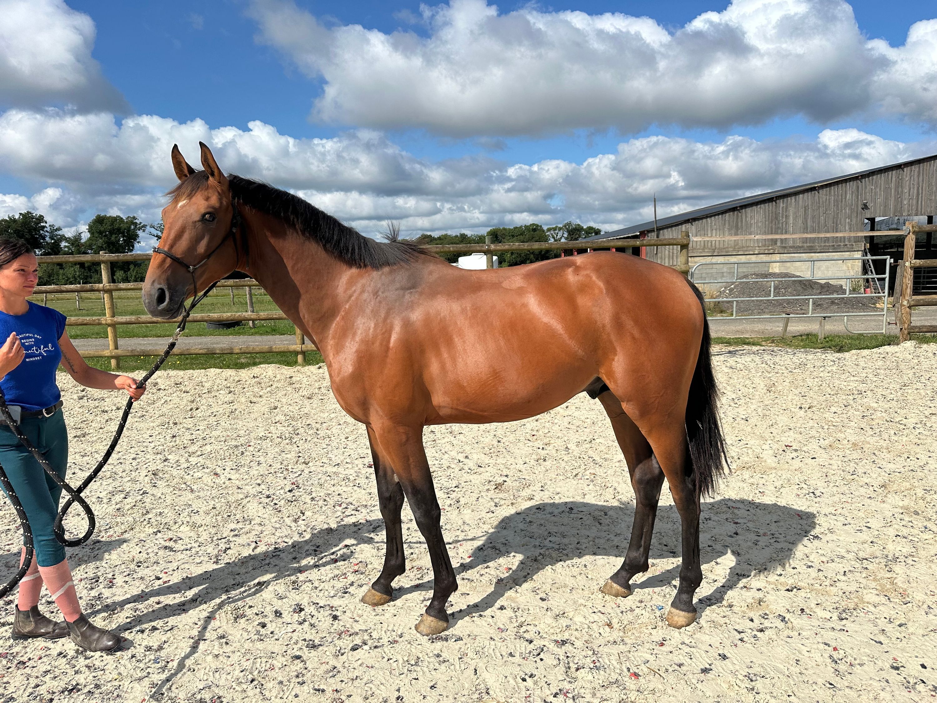 zangersheide springpaard ruin 3 ans bruin à vendre - Photo 2