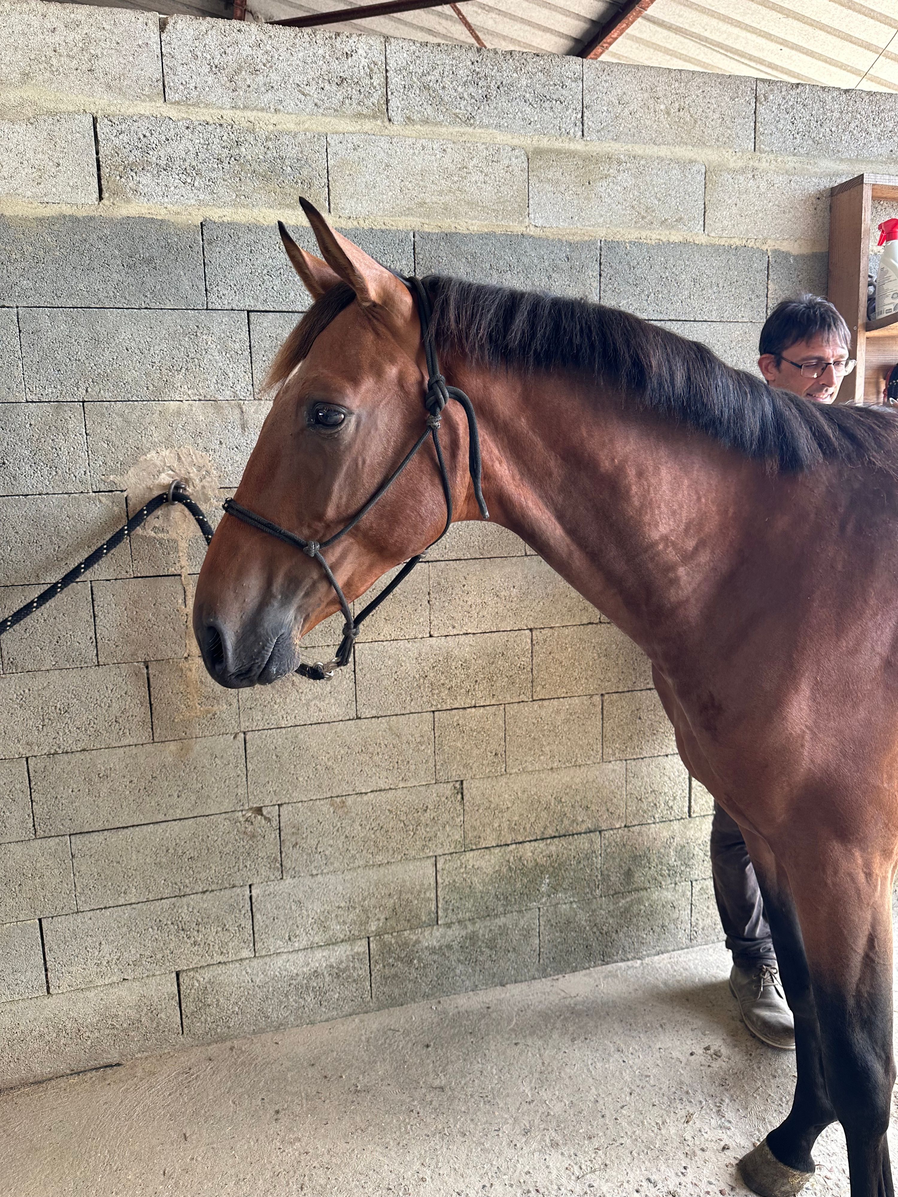 zangersheide springpaard ruin 3 ans bruin à vendre - Photo 3