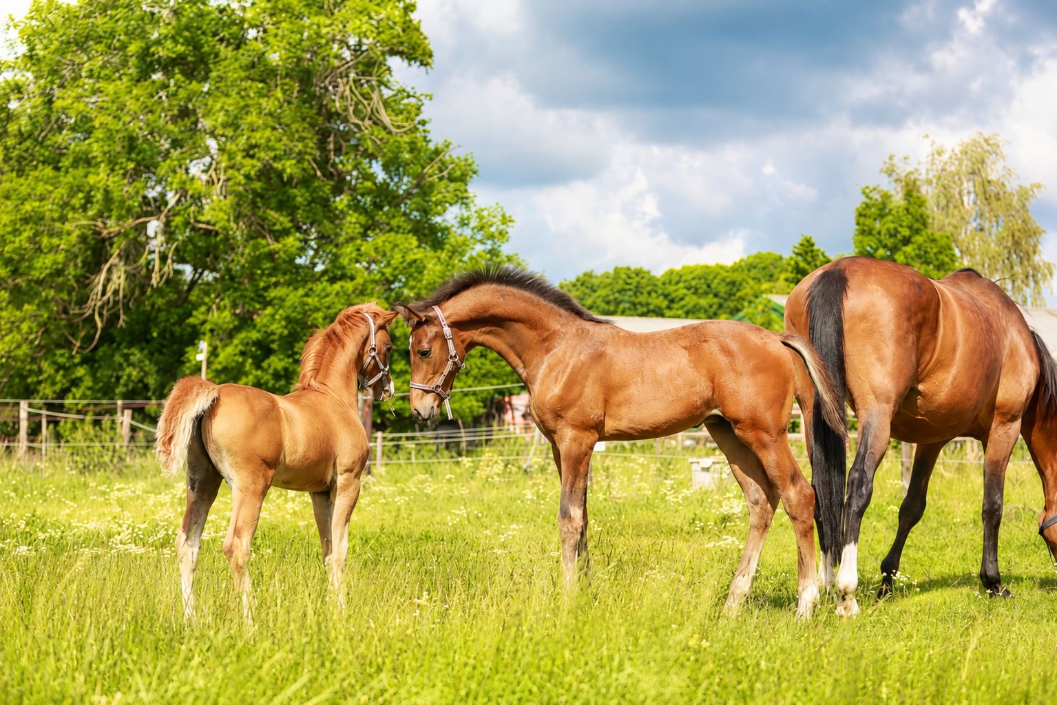 kwpn dressuurpaard hengst 0 jaar donkerbruin te koop - Hoofdfoto
