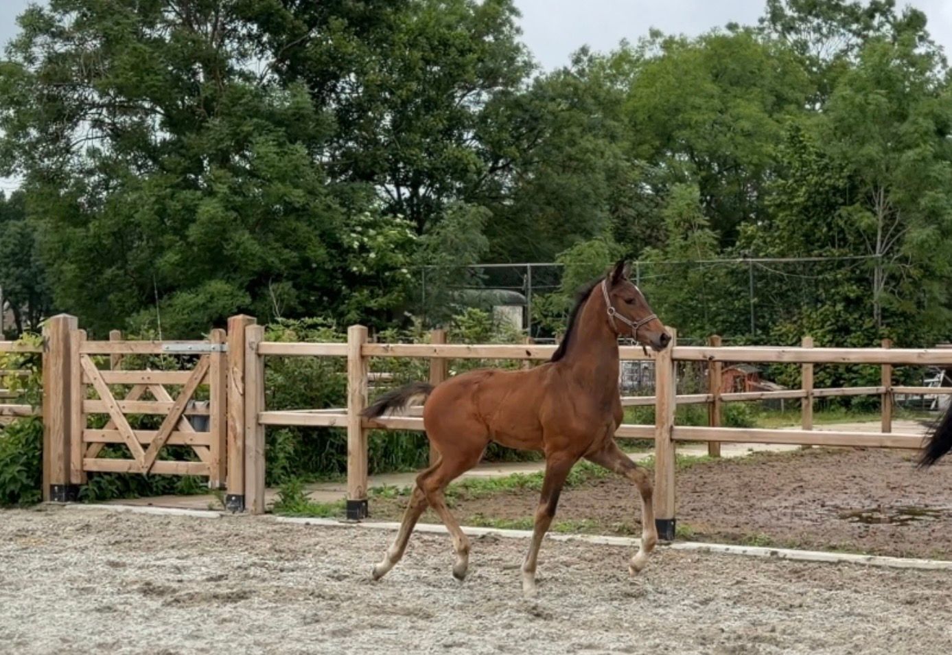 kwpn dressuurpaard hengst 0 jaar donkerbruin te koop - Foto 2