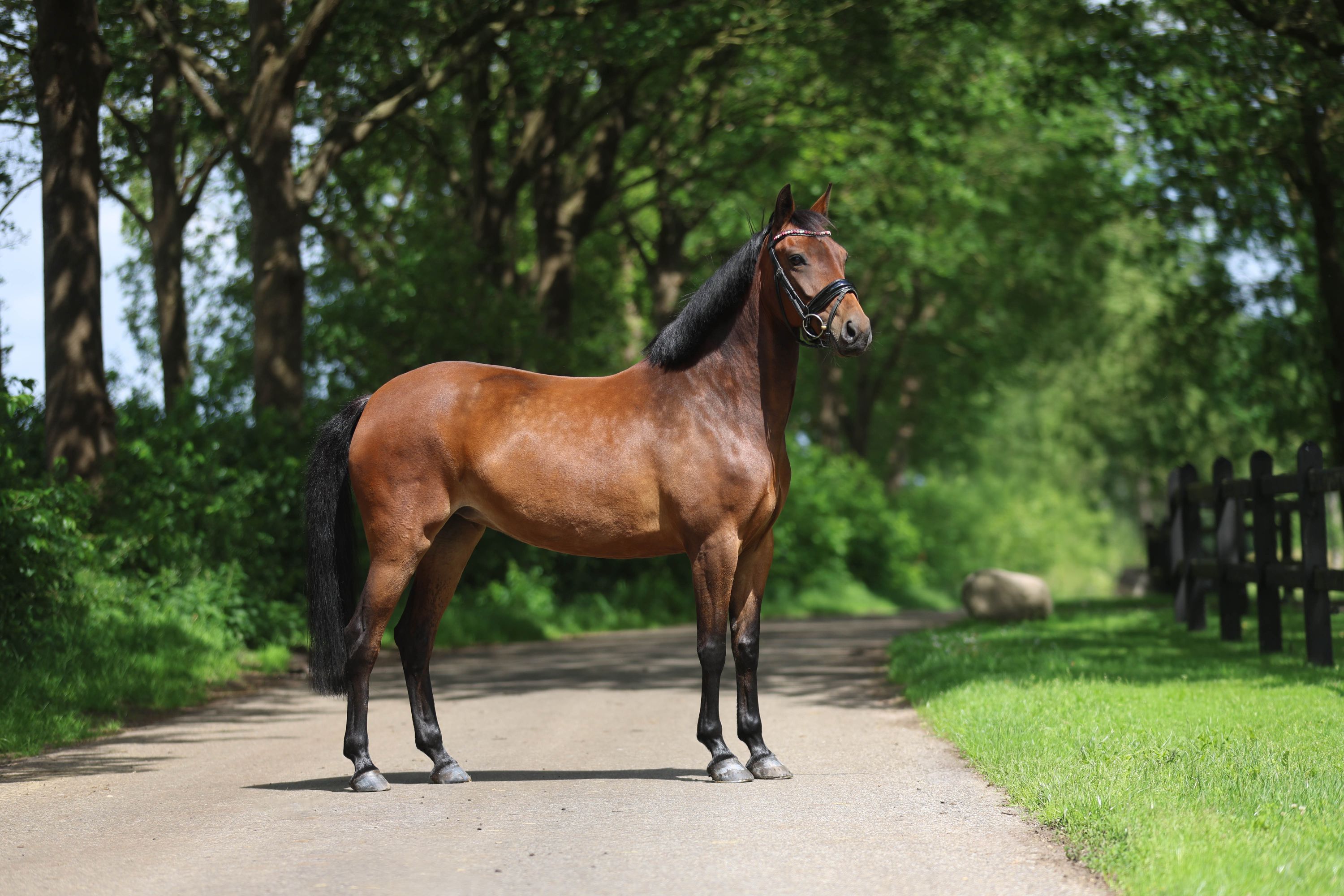 new-forest springpony merrie 7 years old bruin for sale - Photo 2