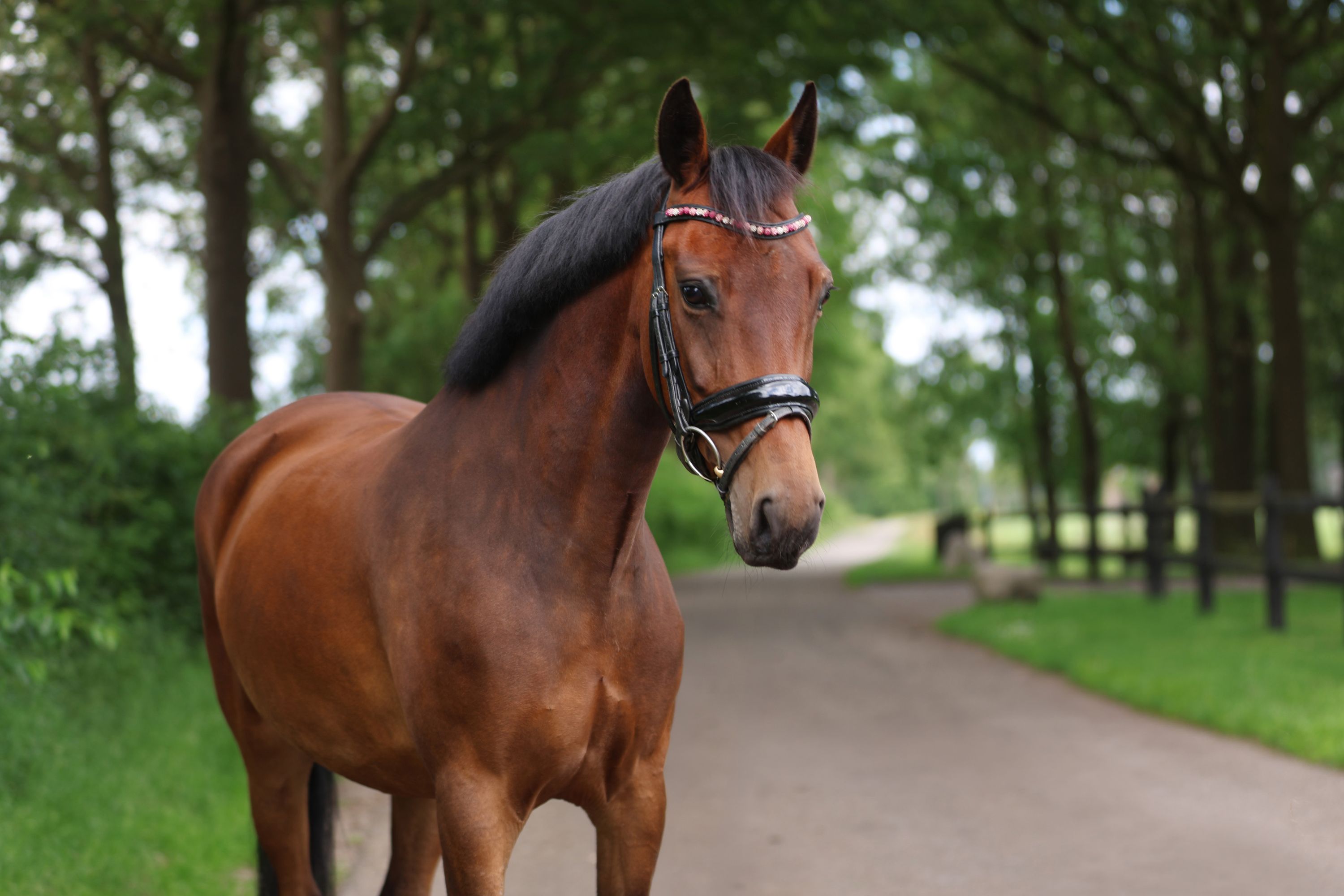 Ambitious sport pony