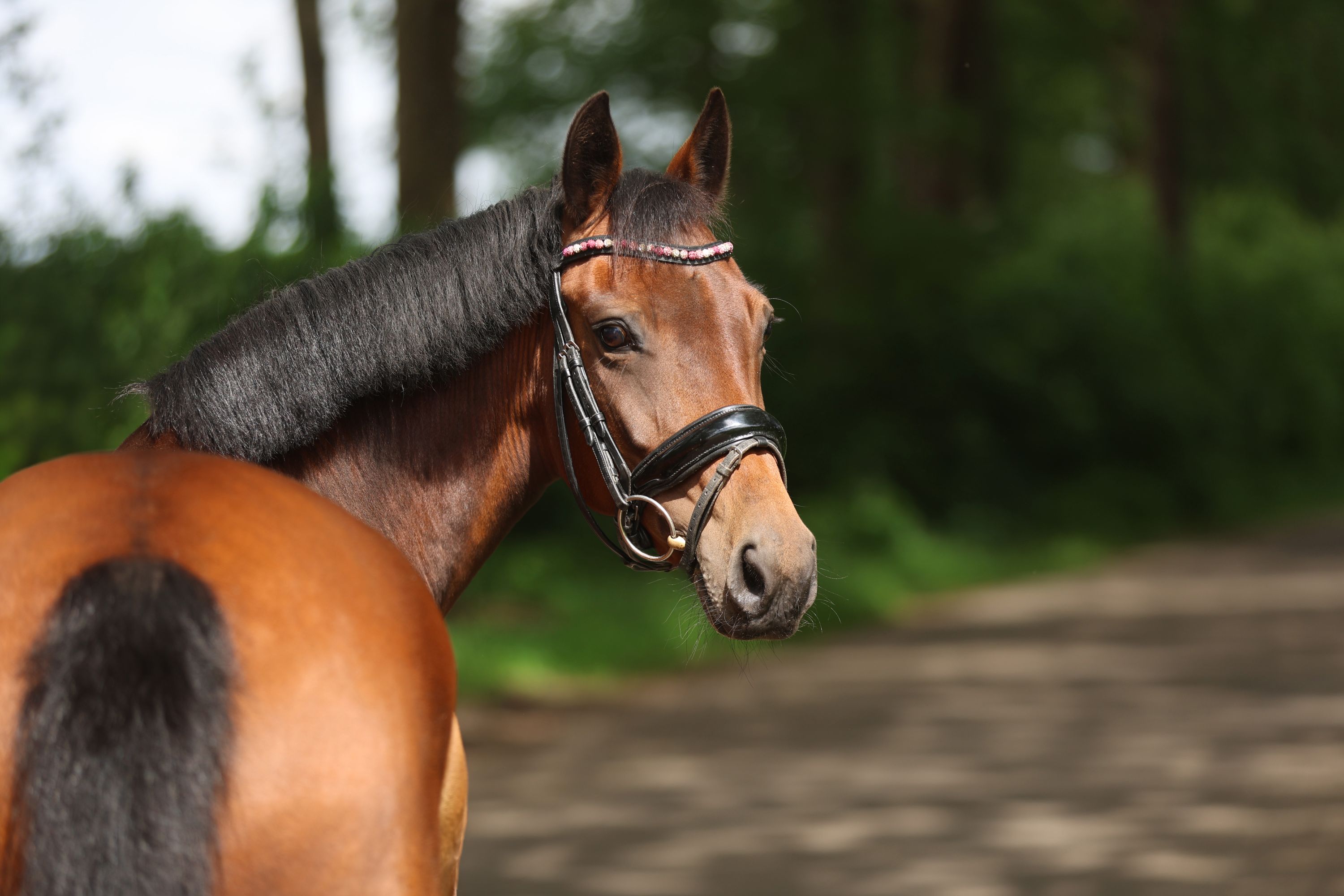 new-forest springpony merrie 7 years old bruin for sale - Photo 5