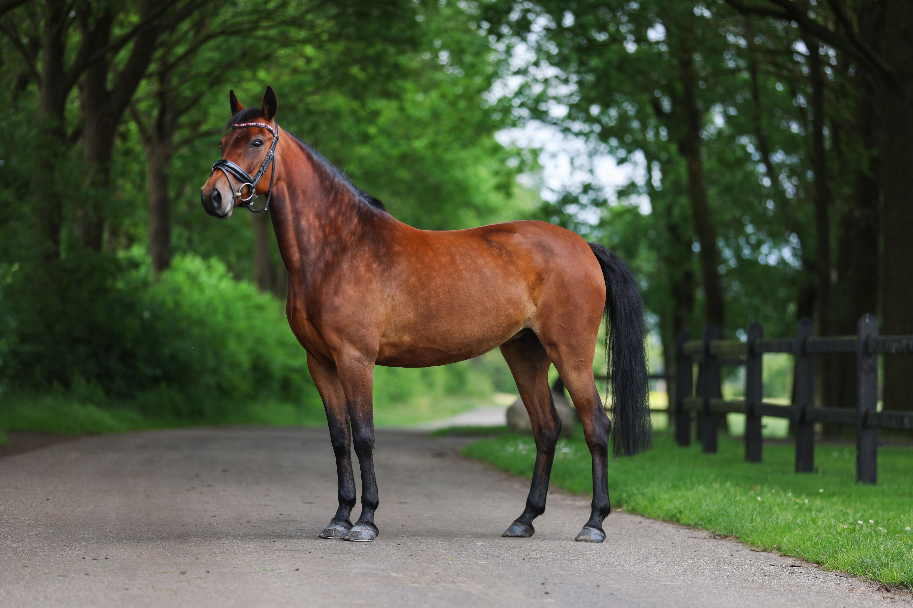 new-forest springpony merrie 7 years old bruin for sale - Photo 3
