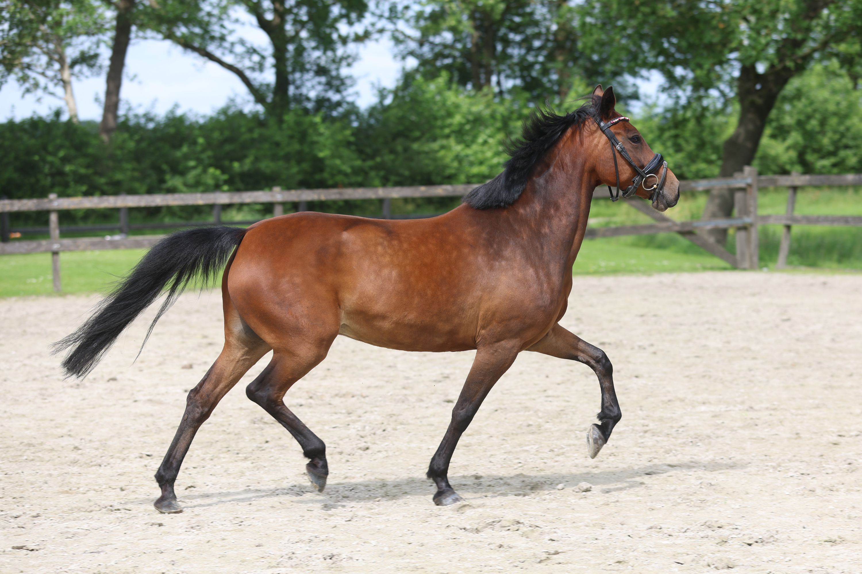 new-forest springpony merrie 7 years old bruin for sale - Photo 6