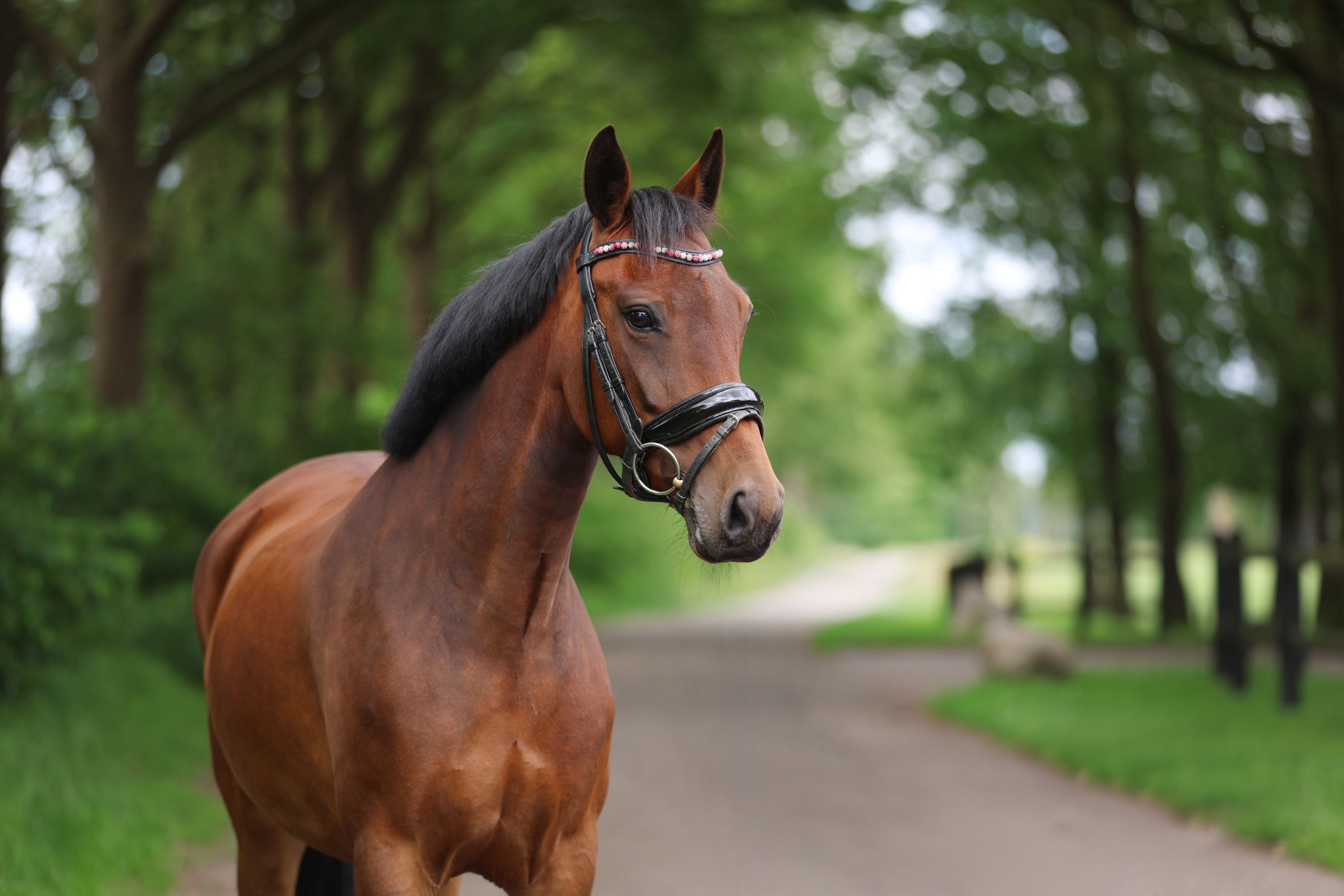 new-forest springpony merrie 7 years old bruin for sale - Photo 4