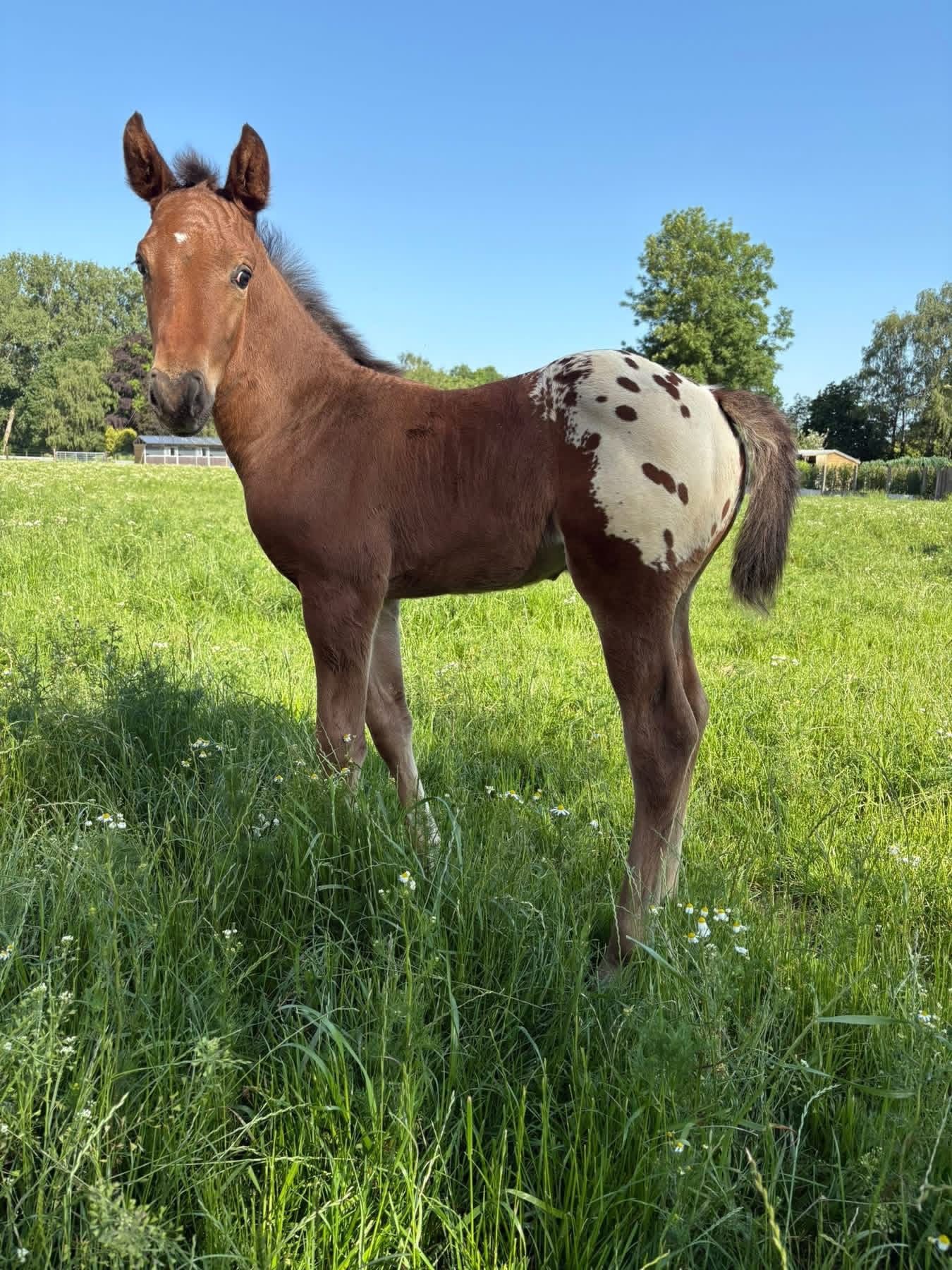 Promising BWP colt by J-Nius V.V. Z with exclusive Appaloosa color and jumping blood.