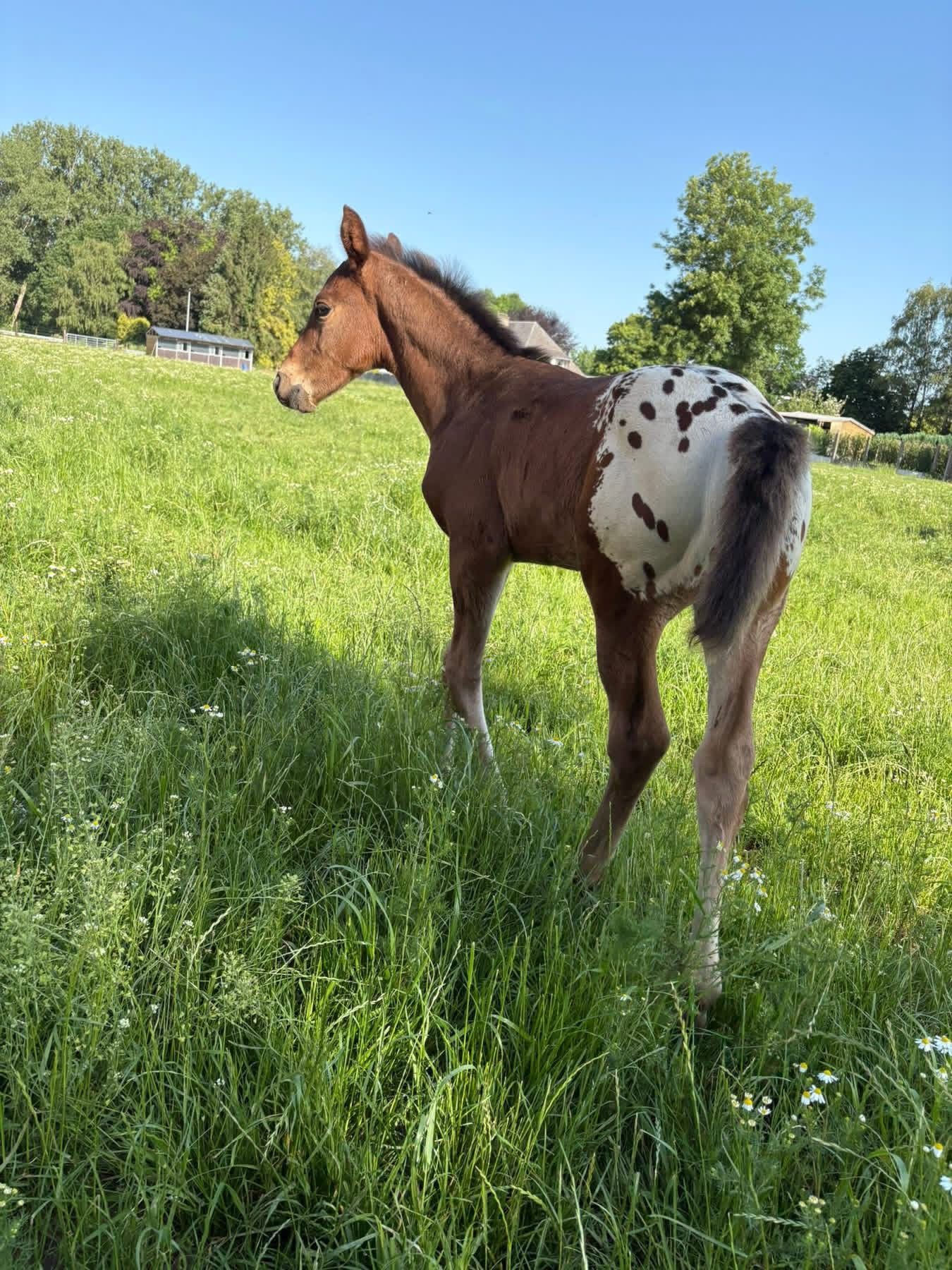 bwp springpaard hengst 0 ans andere-kleur à vendre - Photo 2