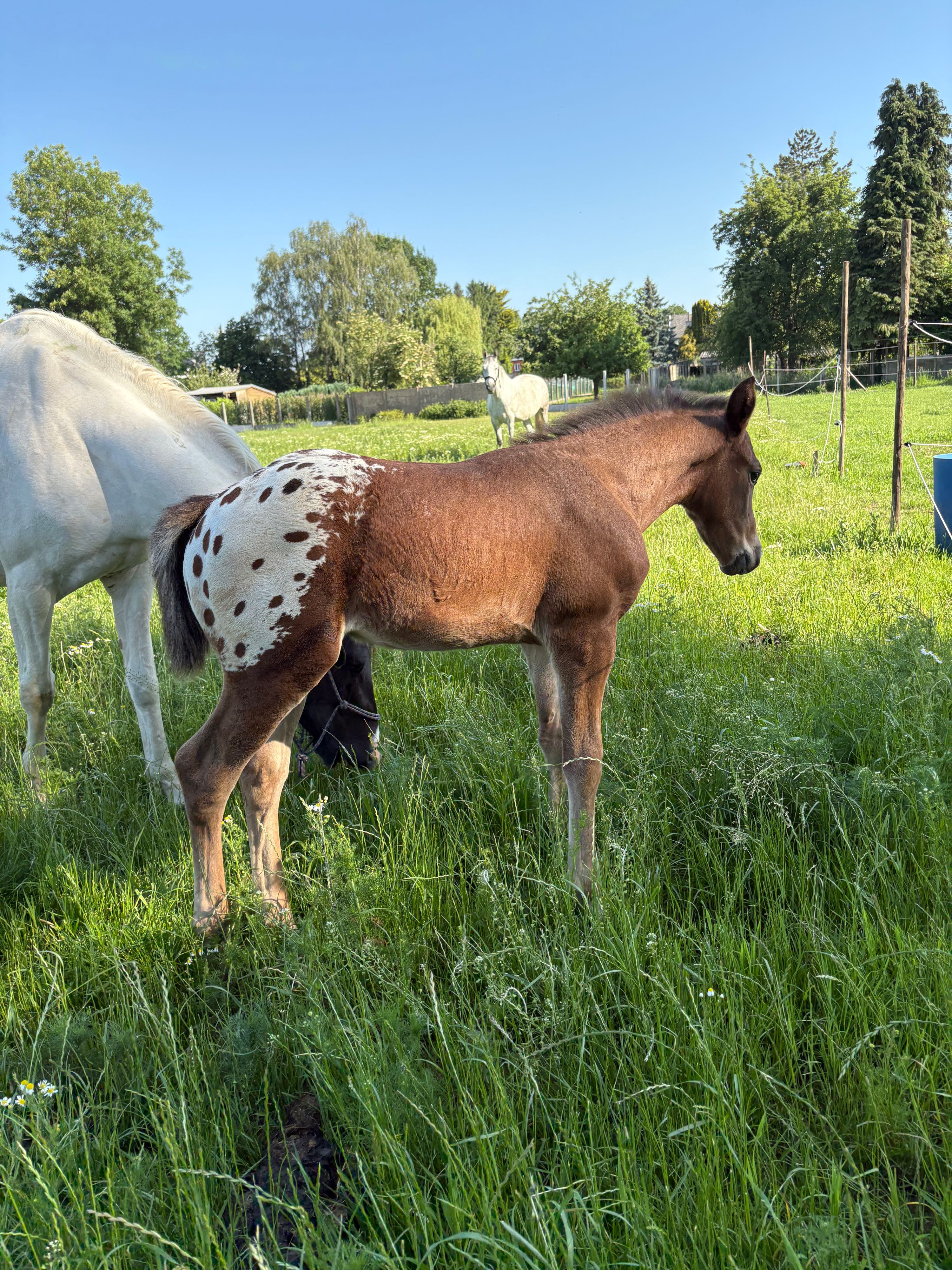bwp springpaard hengst 0 ans andere-kleur à vendre - Photo 3