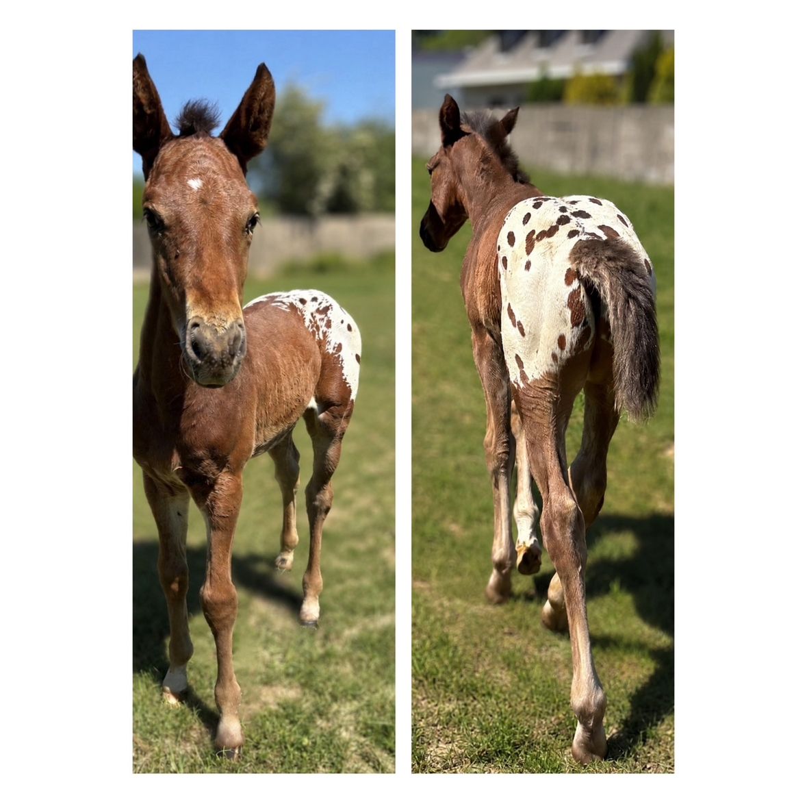 bwp springpaard hengst 0 ans andere-kleur à vendre - Photo 4