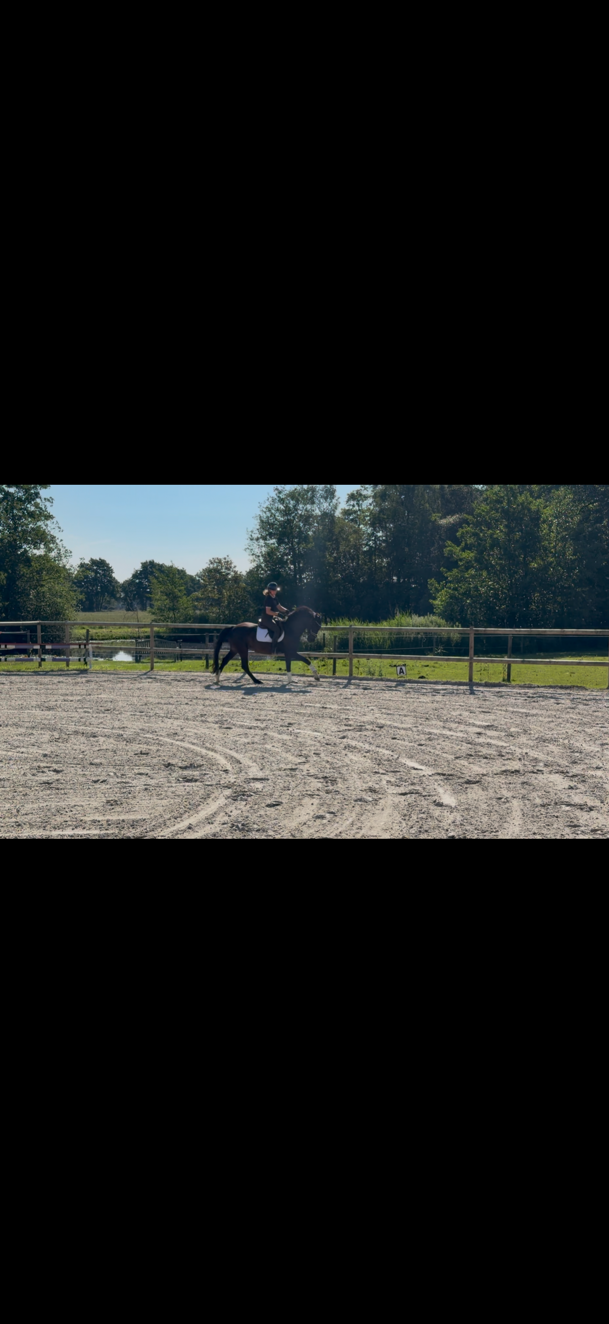 kwpn dressuurpaard ruin 4 jaar zwart te koop - Foto 3