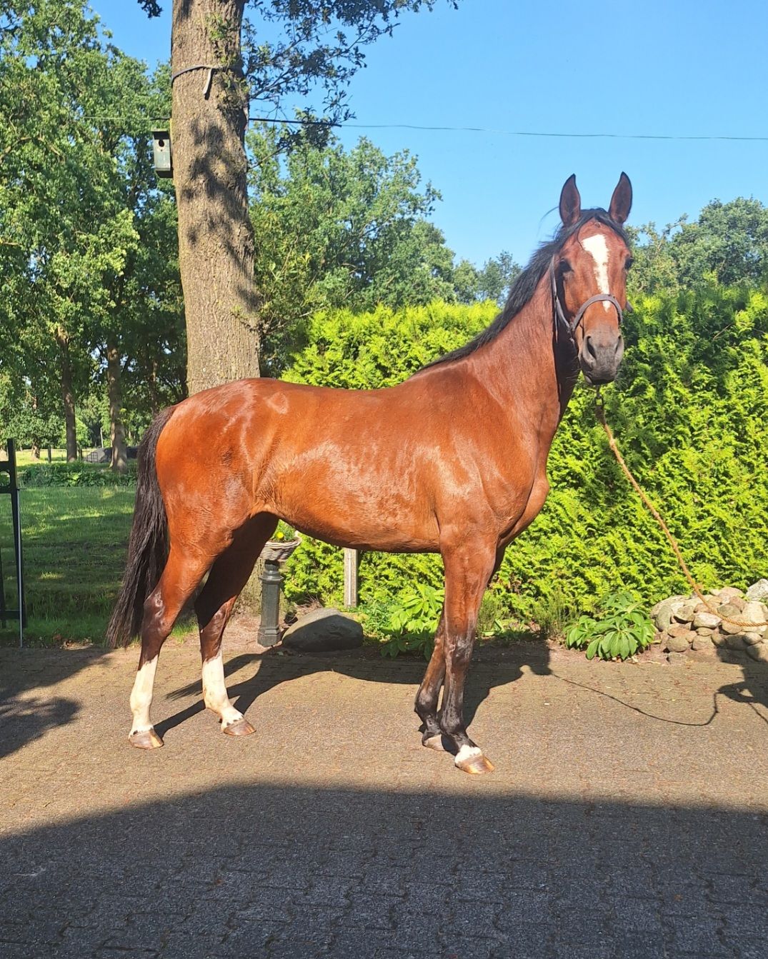美しい3歳の牝馬