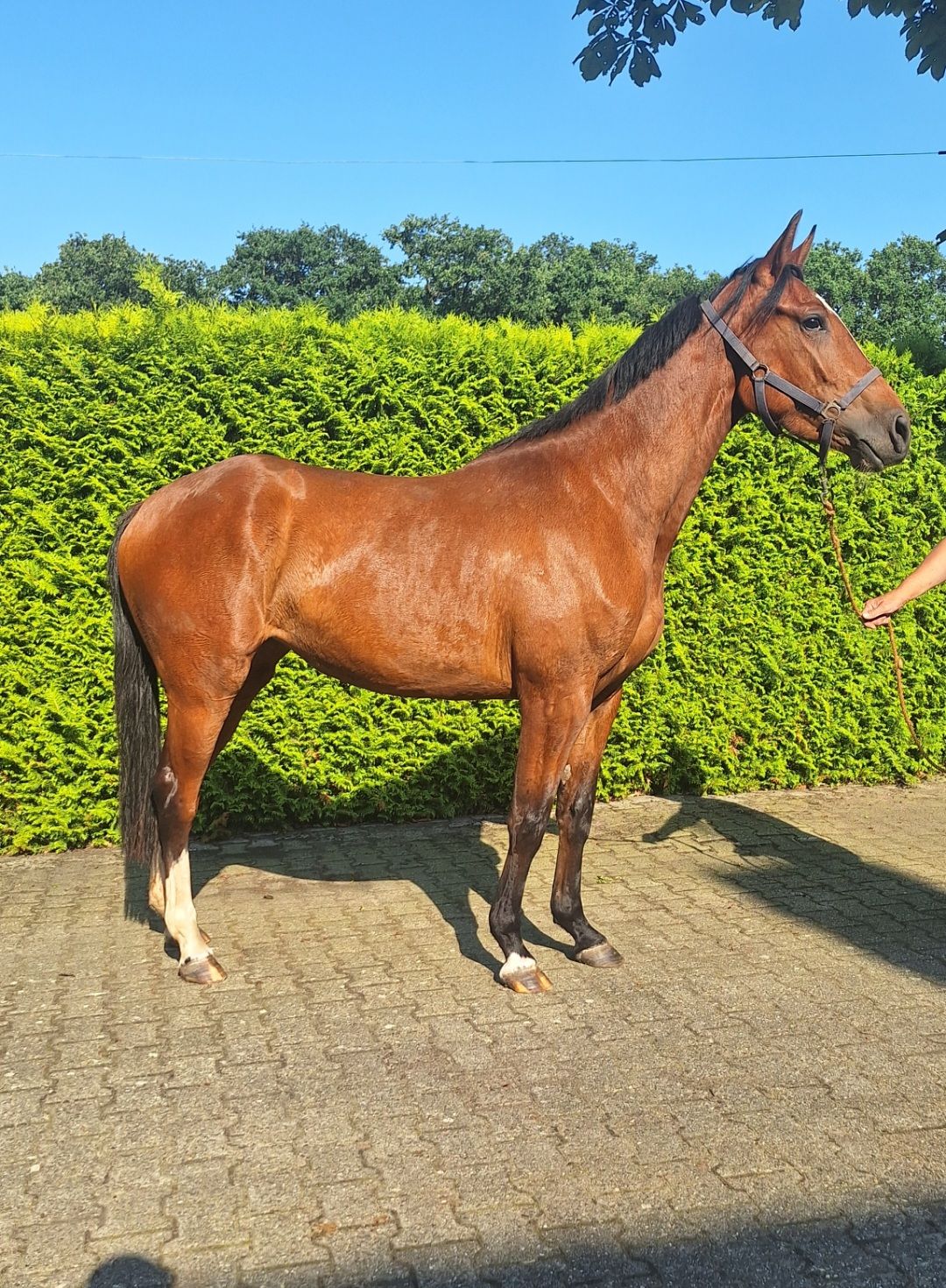 anglo-europees springpaard merrie 3 years old bruin for sale - Photo 2