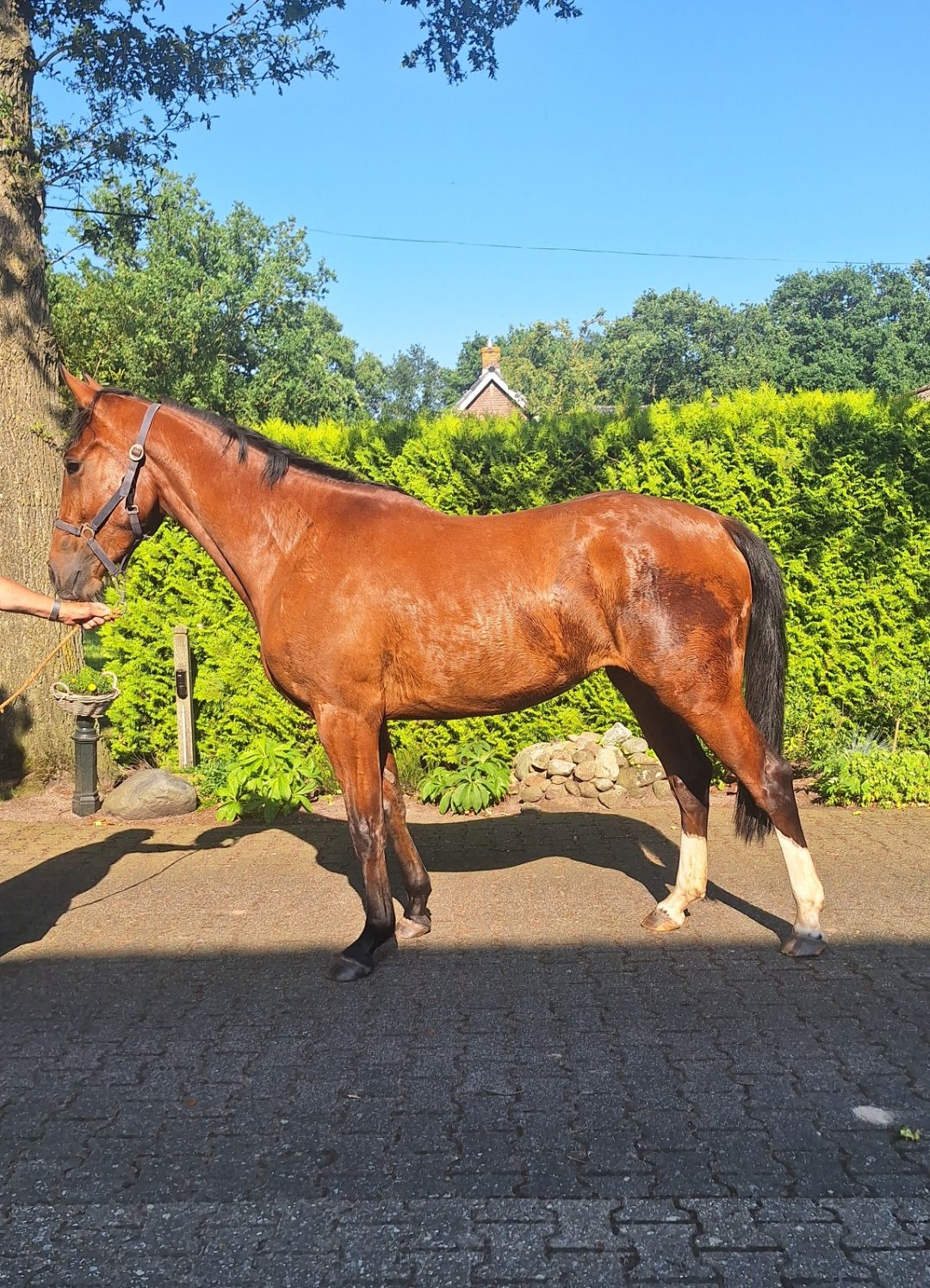 anglo-europees springpaard merrie 3 years old bruin for sale - Photo 3