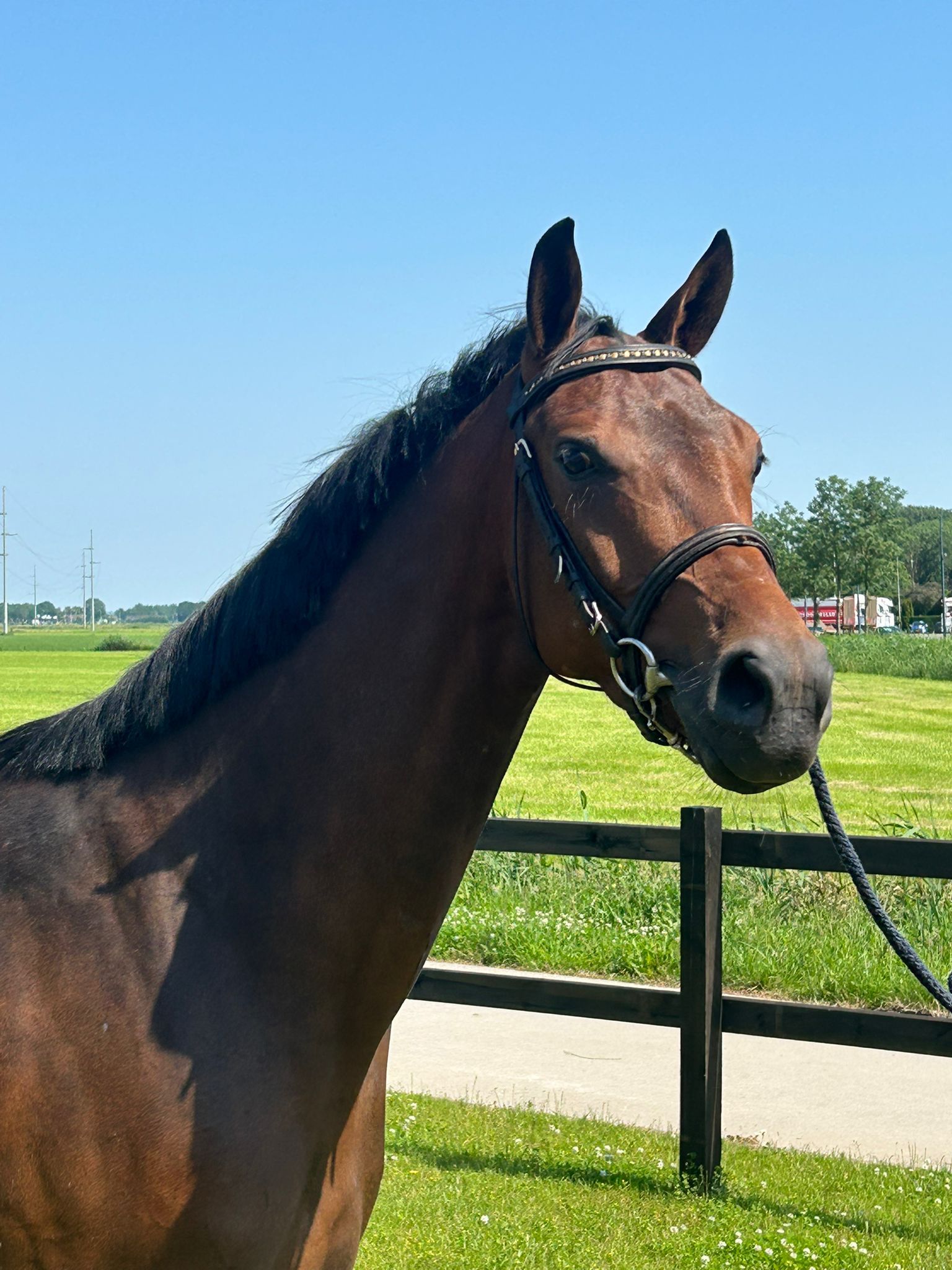 4岁母马 (Kjento x Vivaldi)