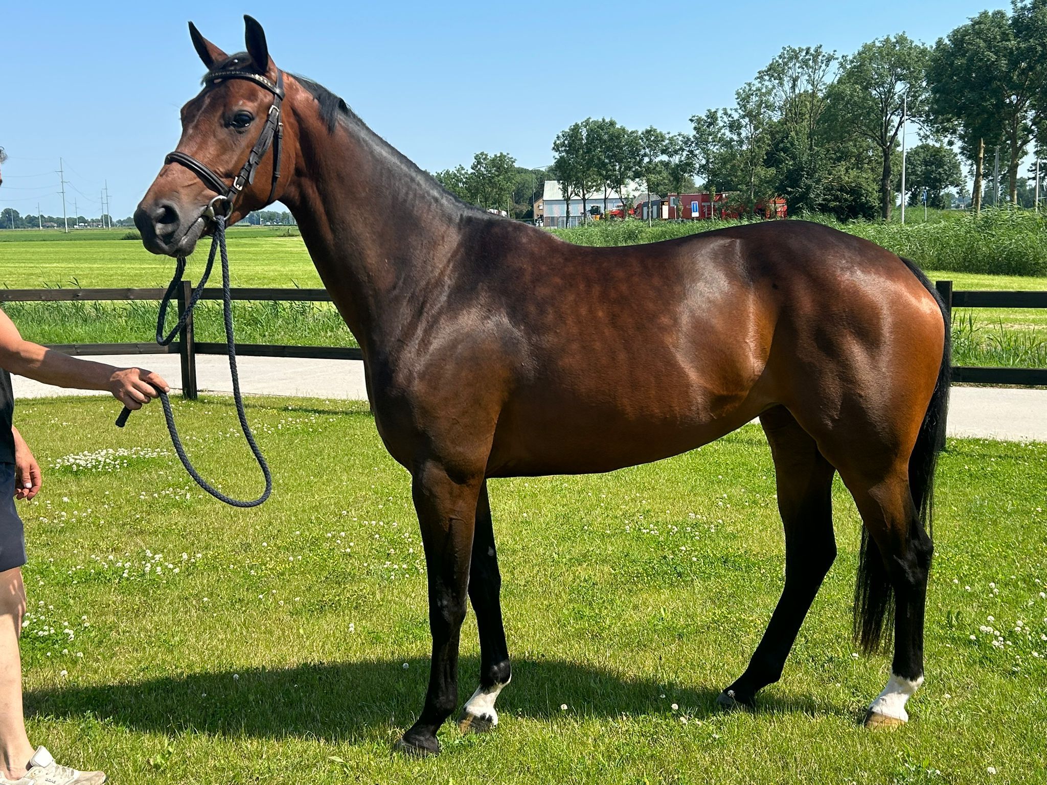 kwpn dressuurpaard merrie 4 anni donkerbruin in vendita - Foto 2