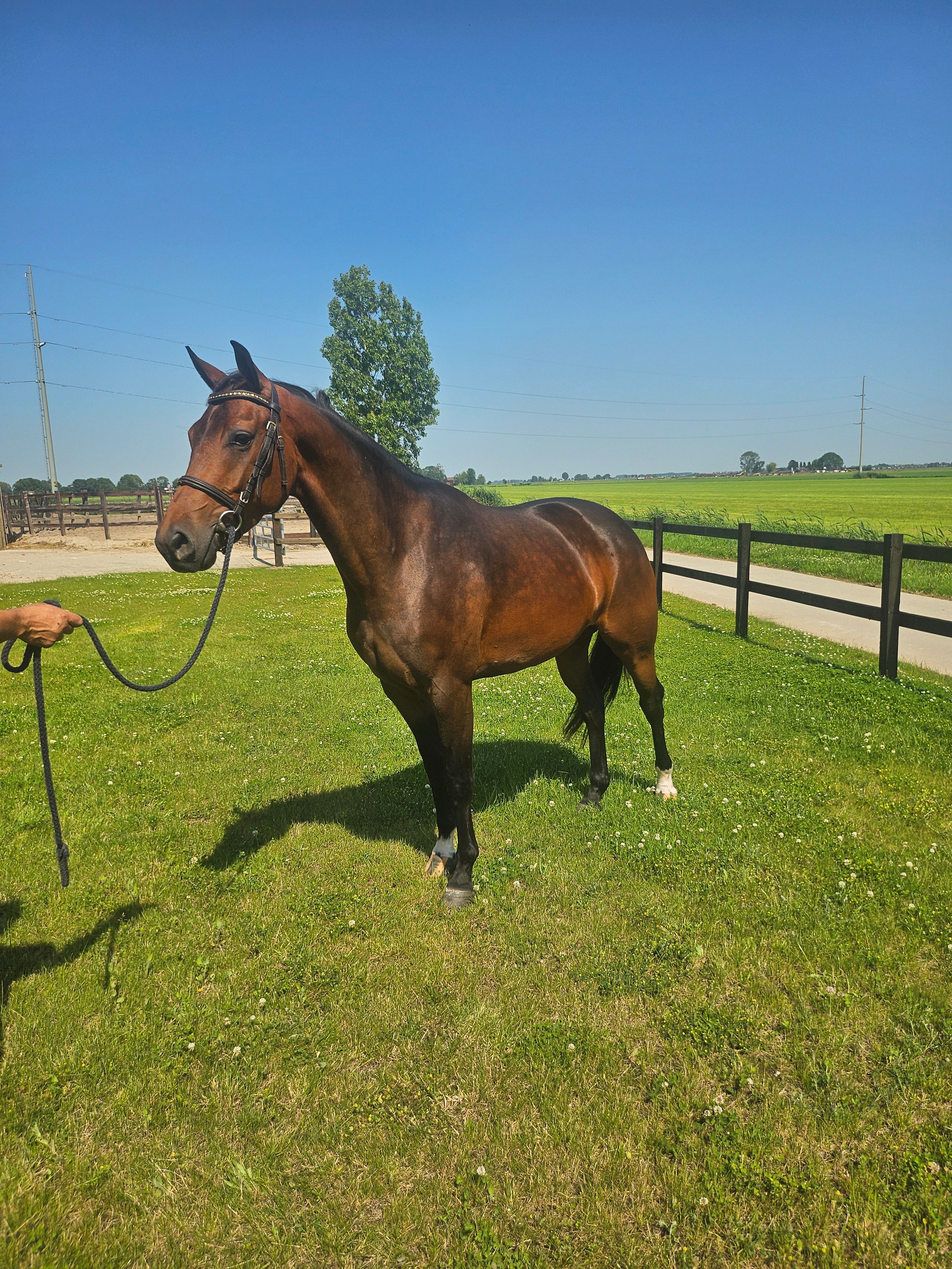 kwpn dressuurpaard merrie 4 anni donkerbruin in vendita - Foto 3