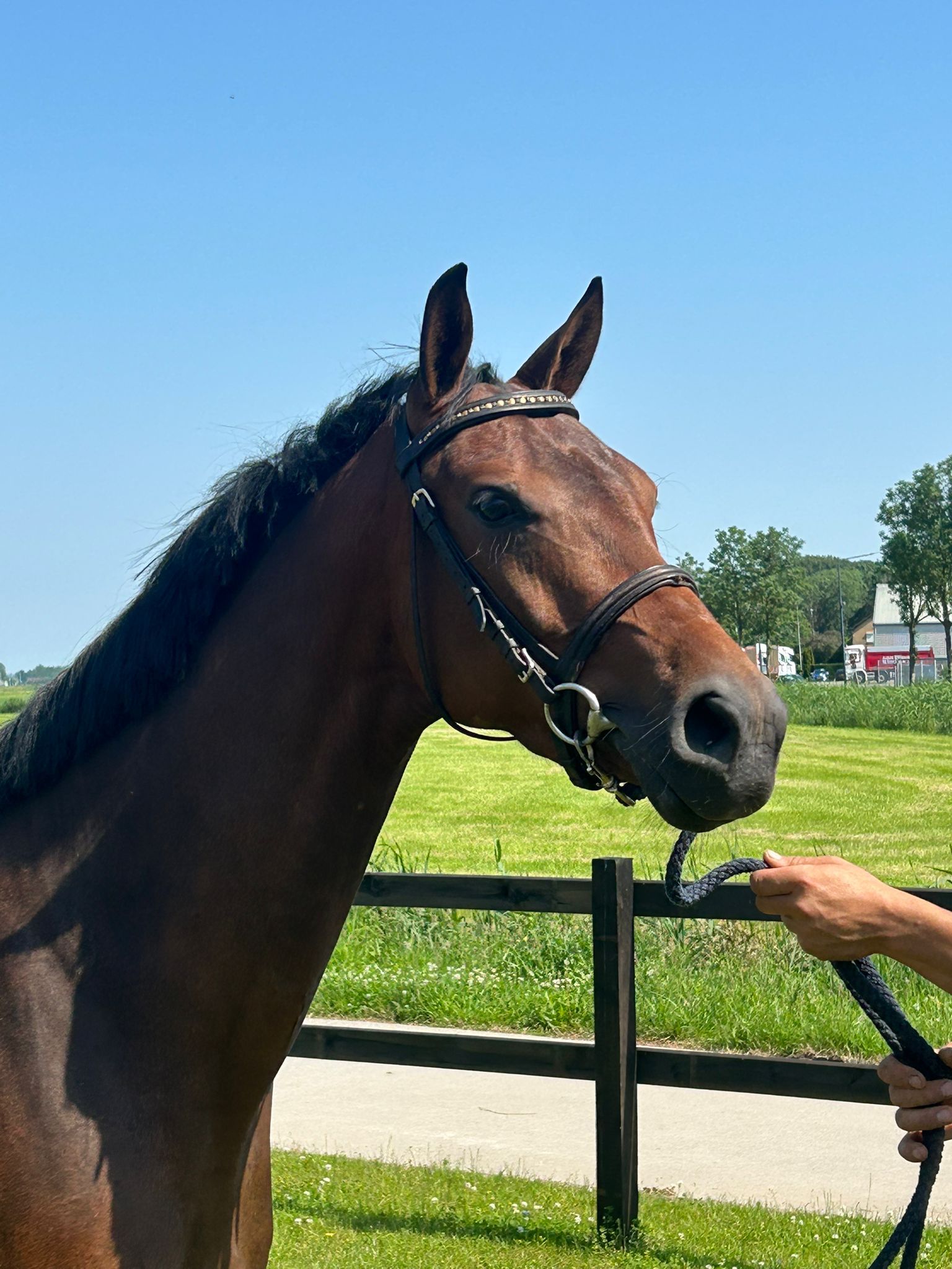 kwpn dressuurpaard merrie 4 anni donkerbruin in vendita - Foto 4