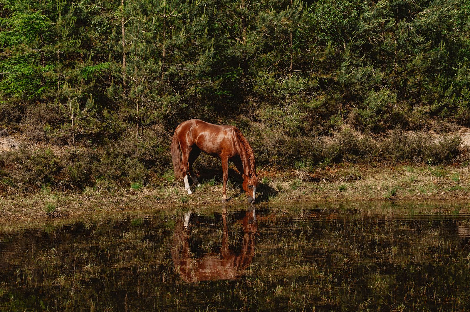 kwpn dressuurpaard ruin 3 anos vos à venda - Foto 3