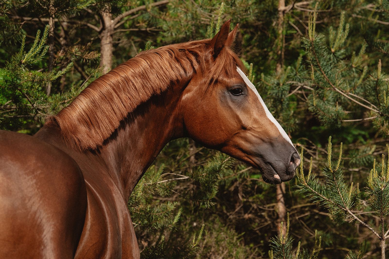 kwpn dressuurpaard ruin 3 anos vos à venda - Foto 6