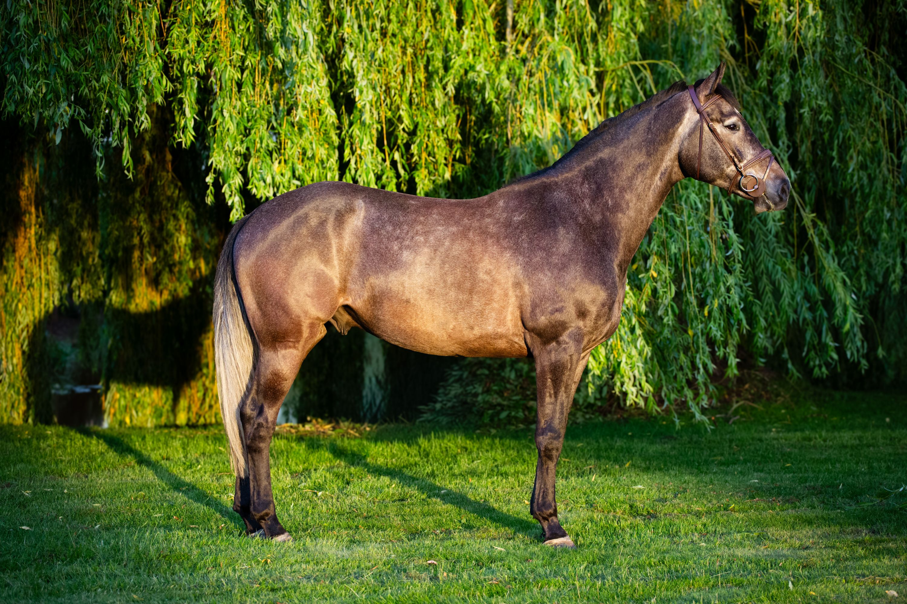 Castrone da salto di 5 anni | Arezzo x Mister Blue | pronto per addestramento e sport