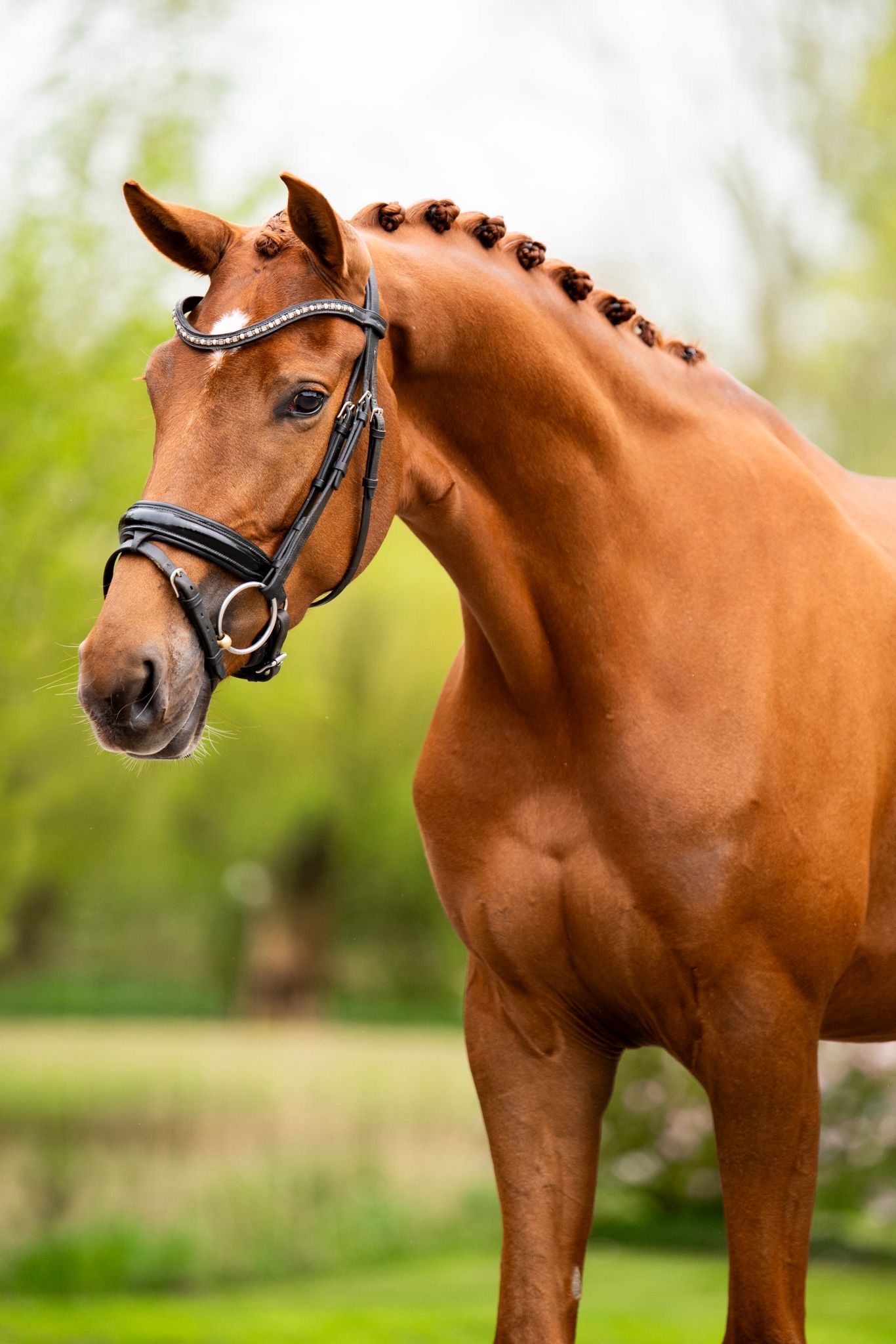 Talented 4-year-old Oldenburger mare | Vitalis x Secret