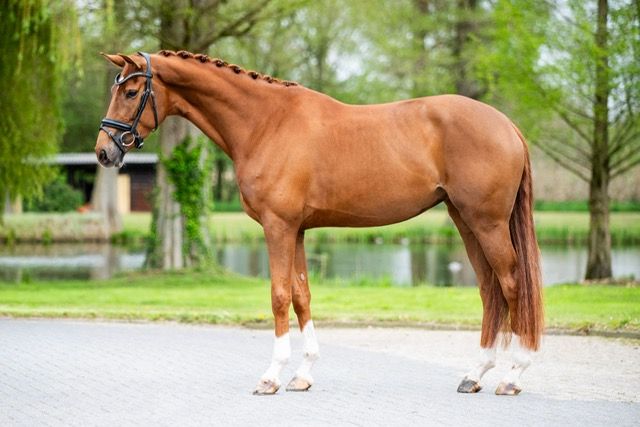 oldenburg dressuurpaard merrie 4 år vos till salu - Foto 2