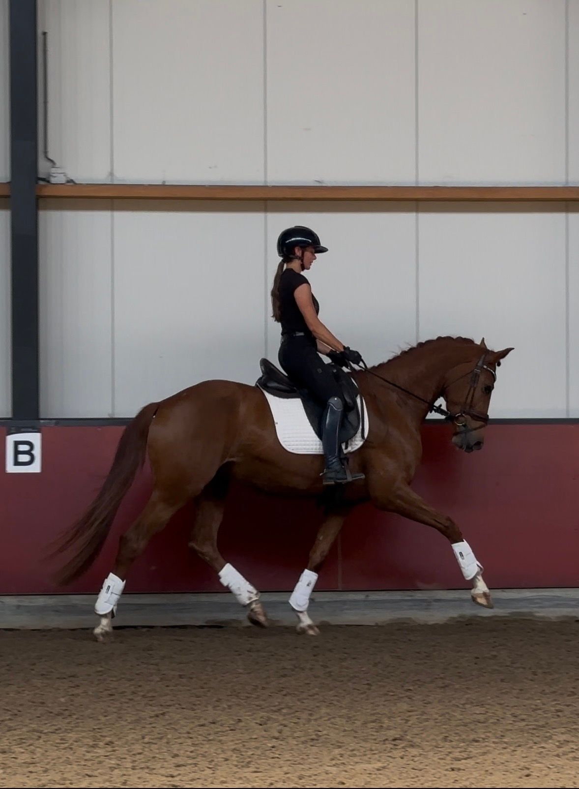 oldenburg dressuurpaard merrie 4 år vos till salu - Foto 3