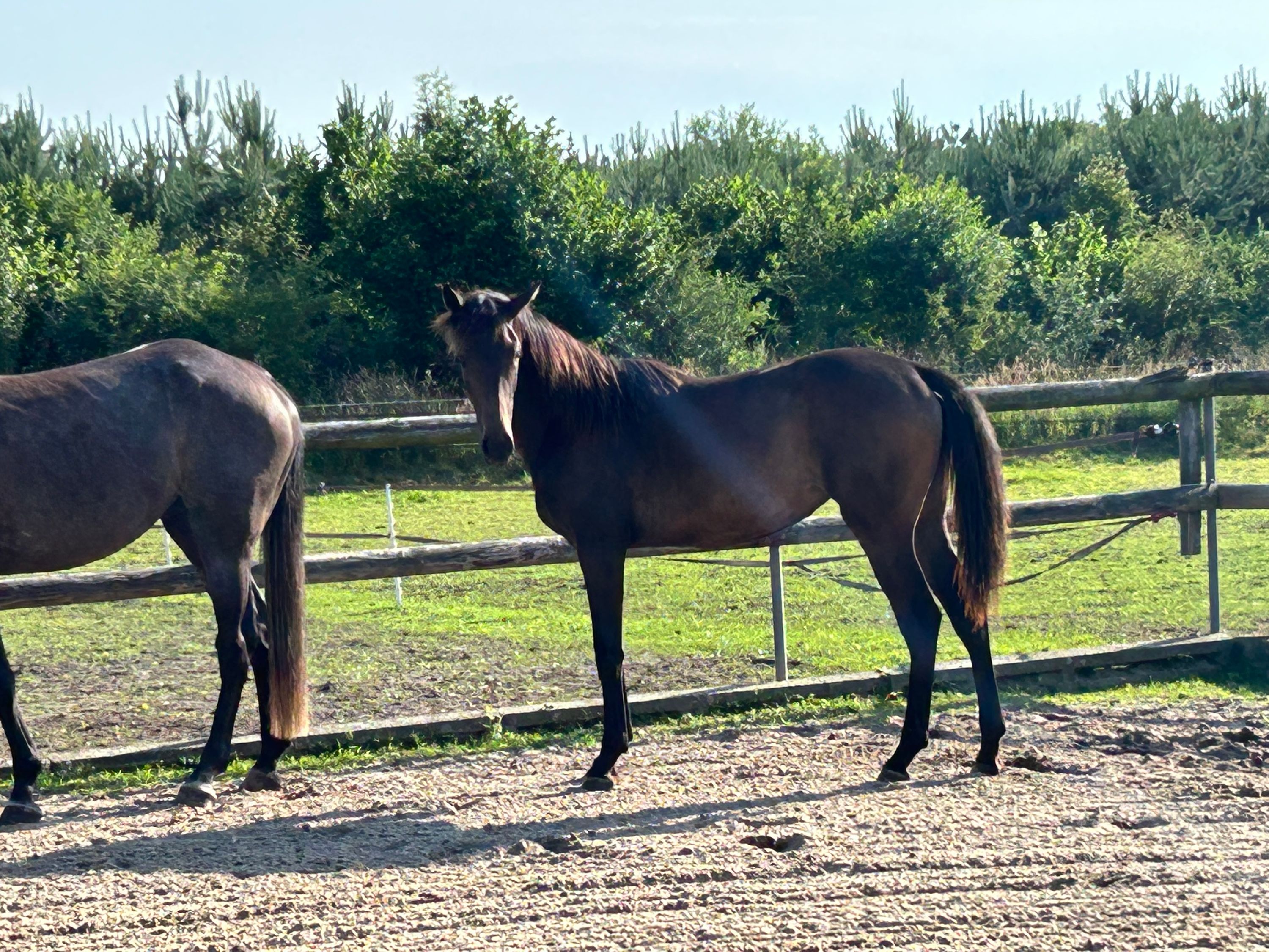 KWPN dressuurpaard Merrie 1 let Donkerbruin na prodej - Foto 6