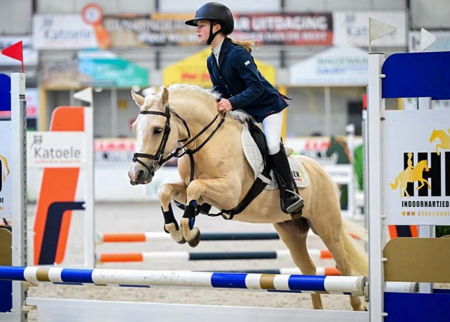 ander allround-pony ruin 4 anos palomino à venda - Foto 2