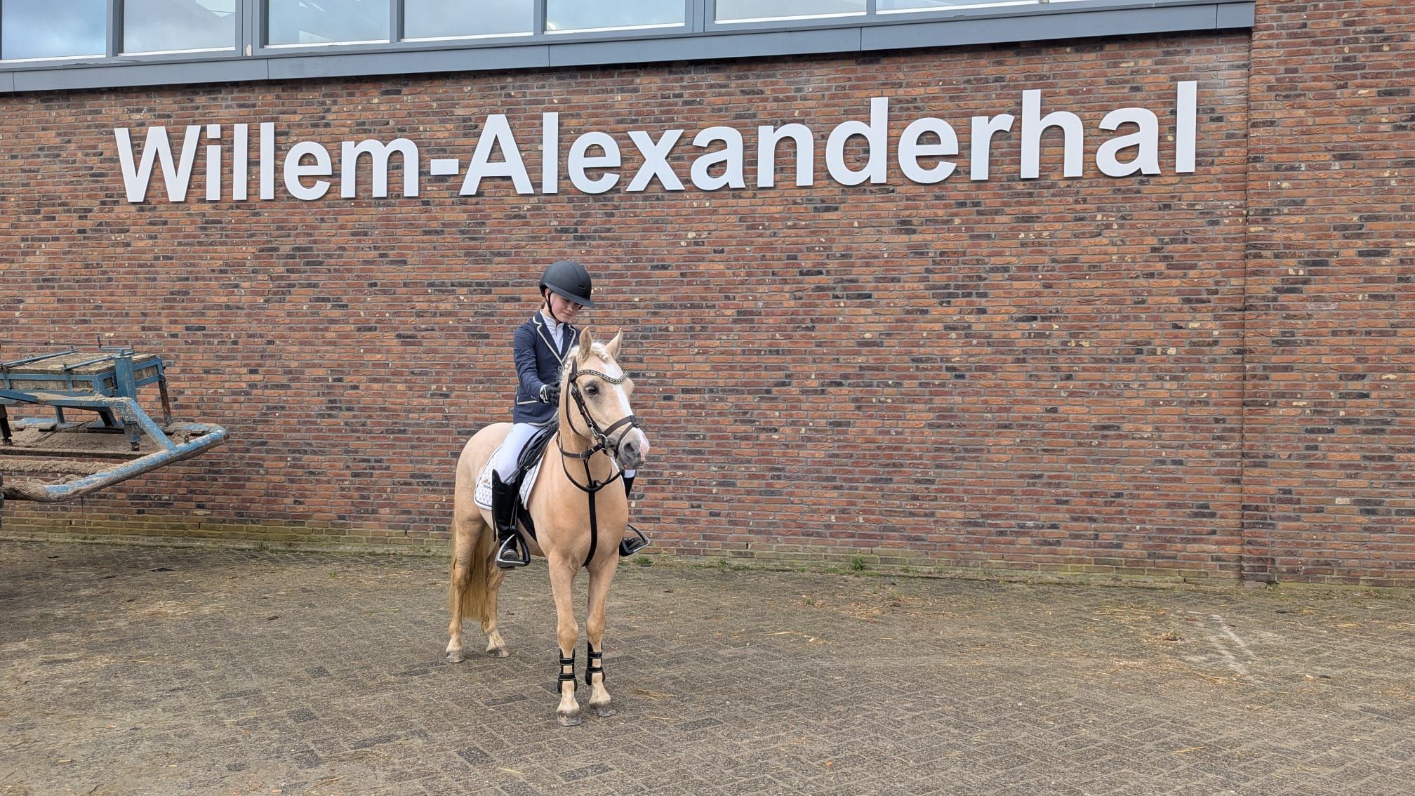 ander allround-pony ruin 4 anos palomino à venda - Foto 6
