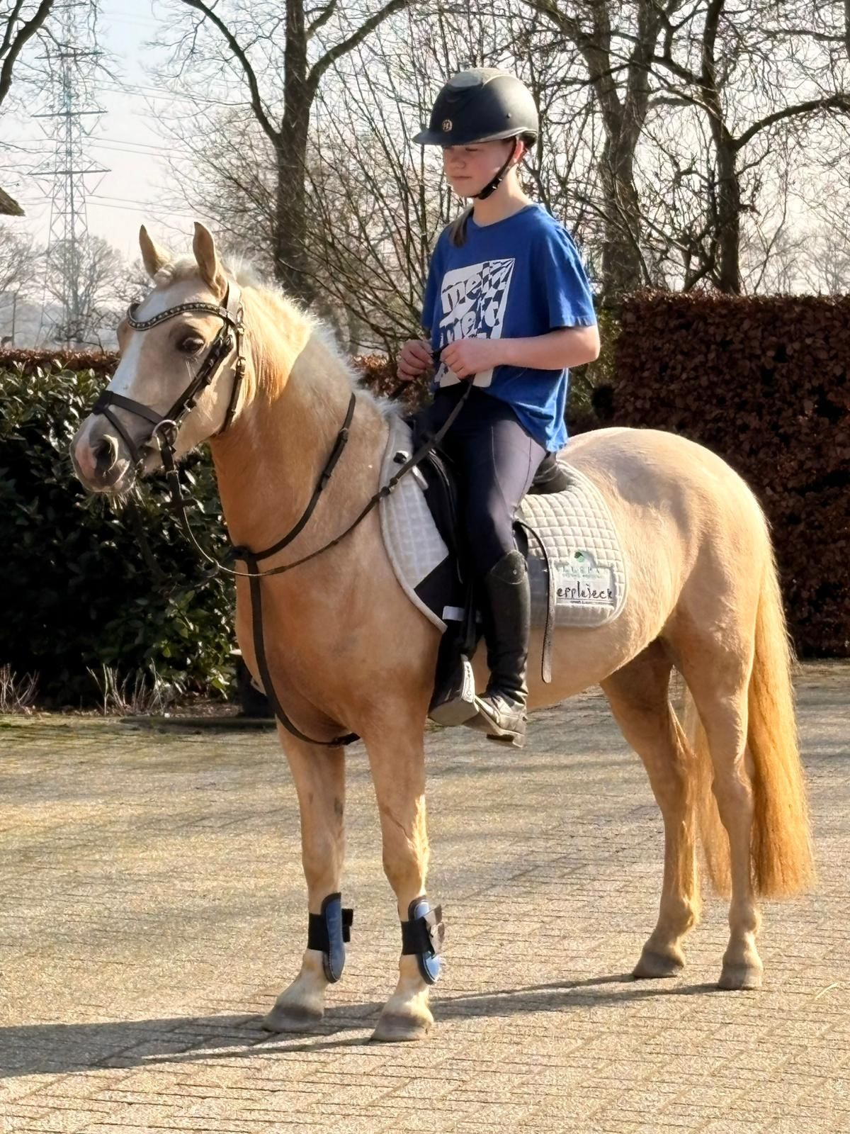 ander allround-pony ruin 4 anos palomino à venda - Foto 3