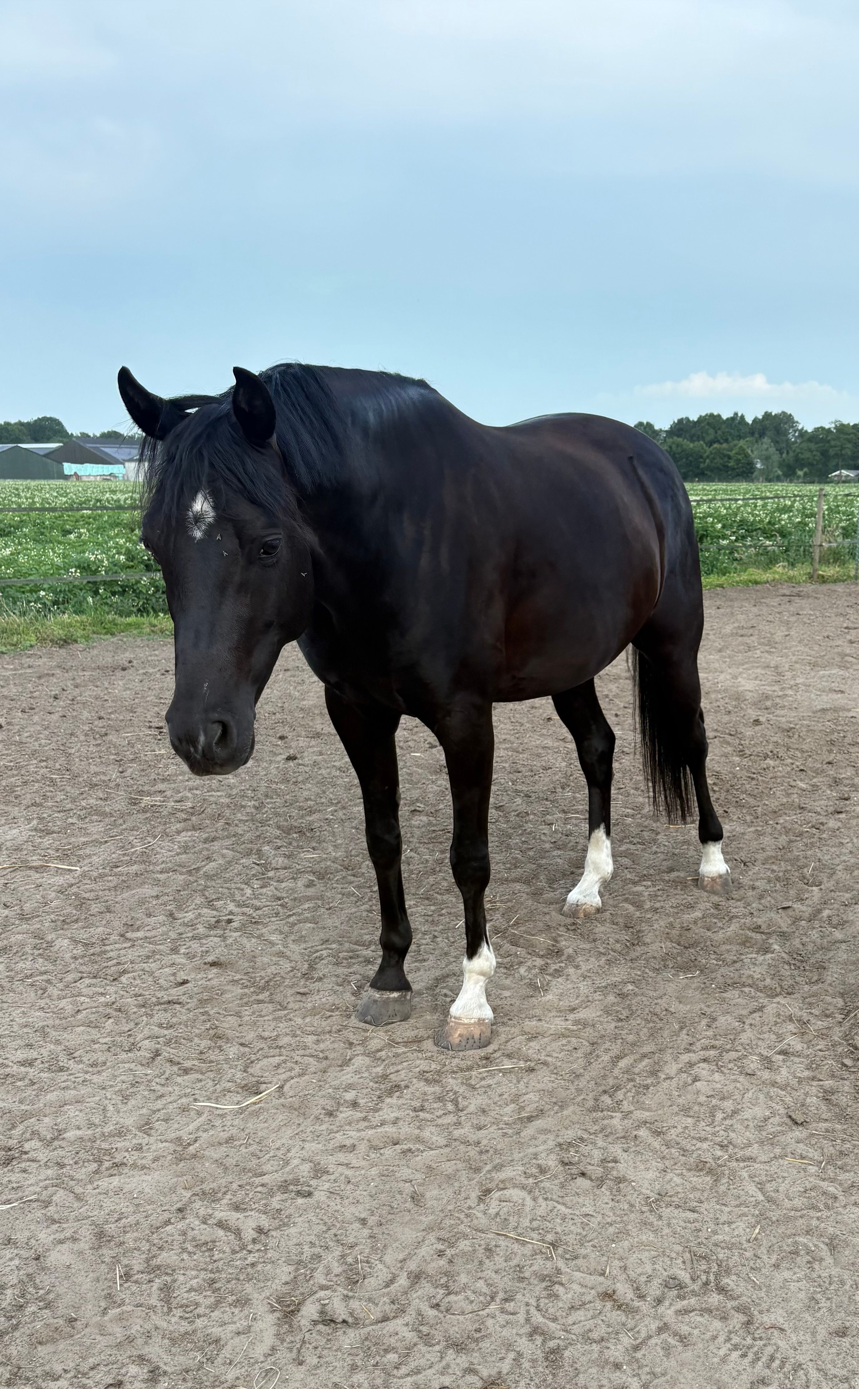 nrps dressuurpony ruin 6 år zwart till salu - Foto 2