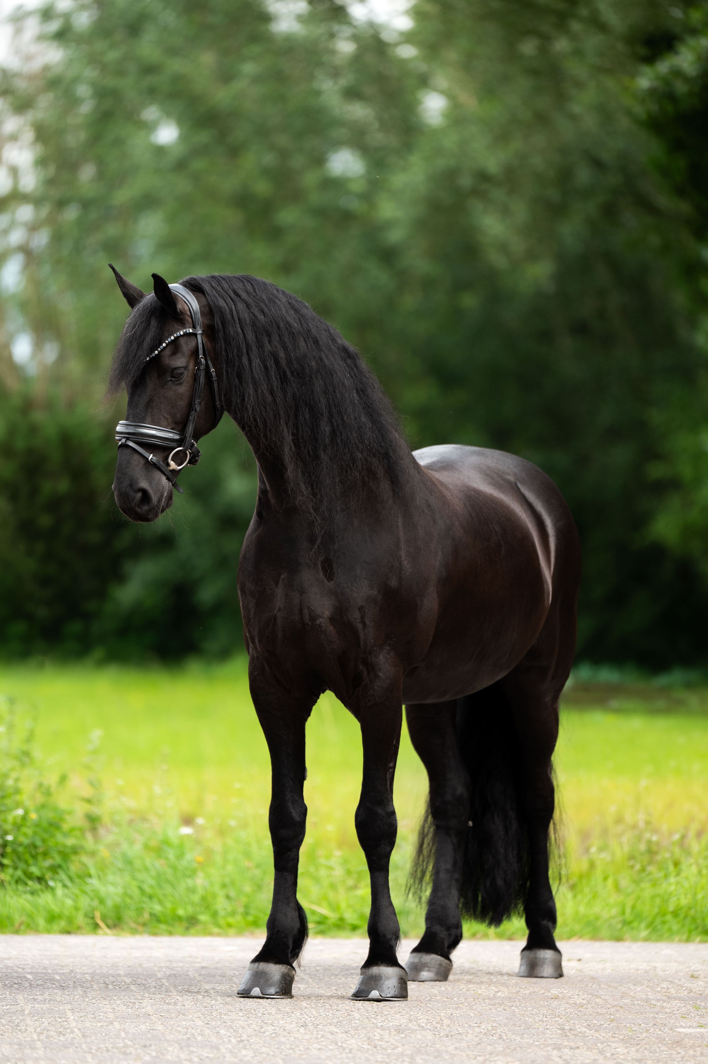 dressuurpaard ruin 9 ans zwart à vendre - Photo 2