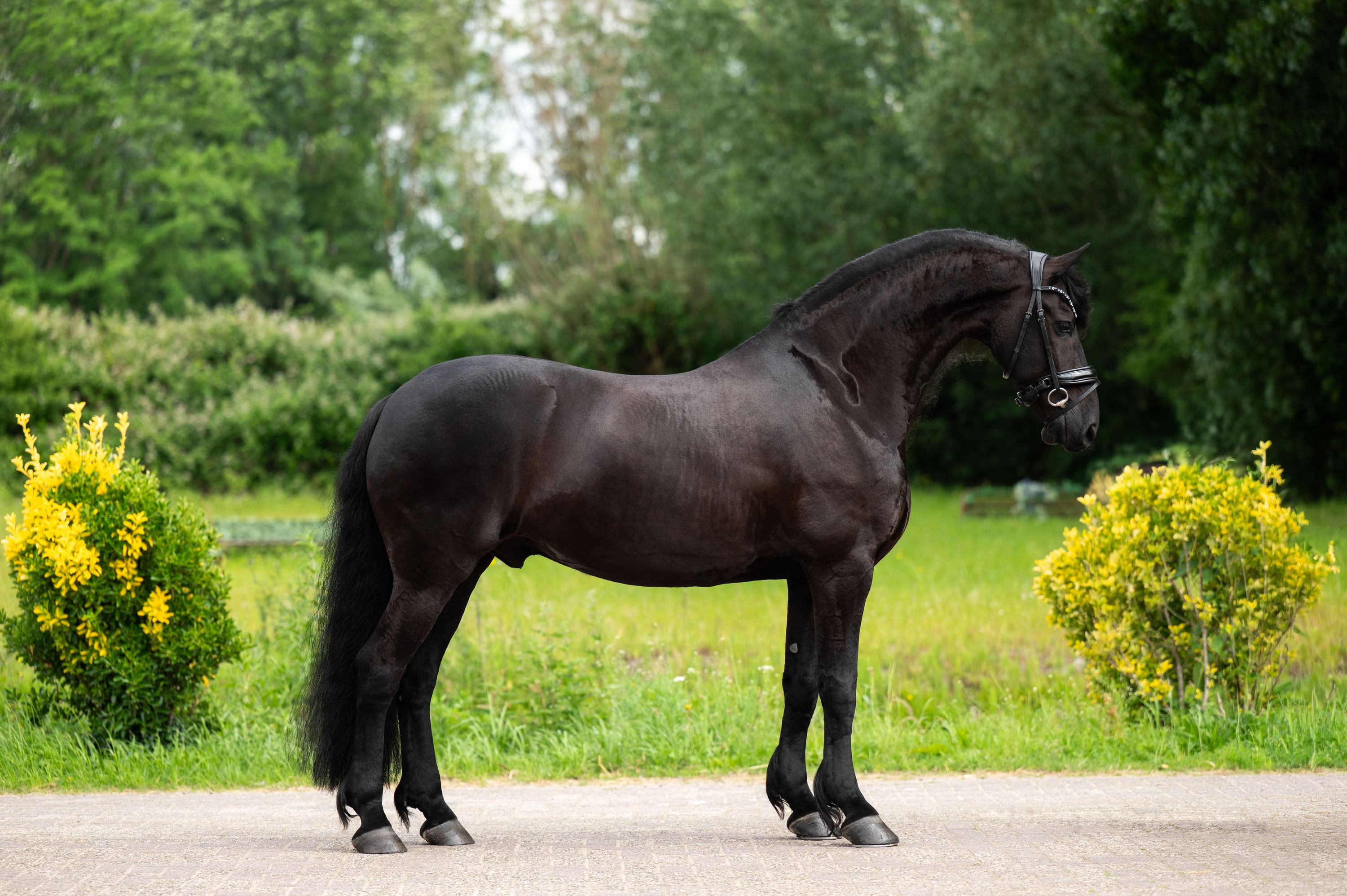 dressuurpaard ruin 9 ans zwart à vendre - Photo 3