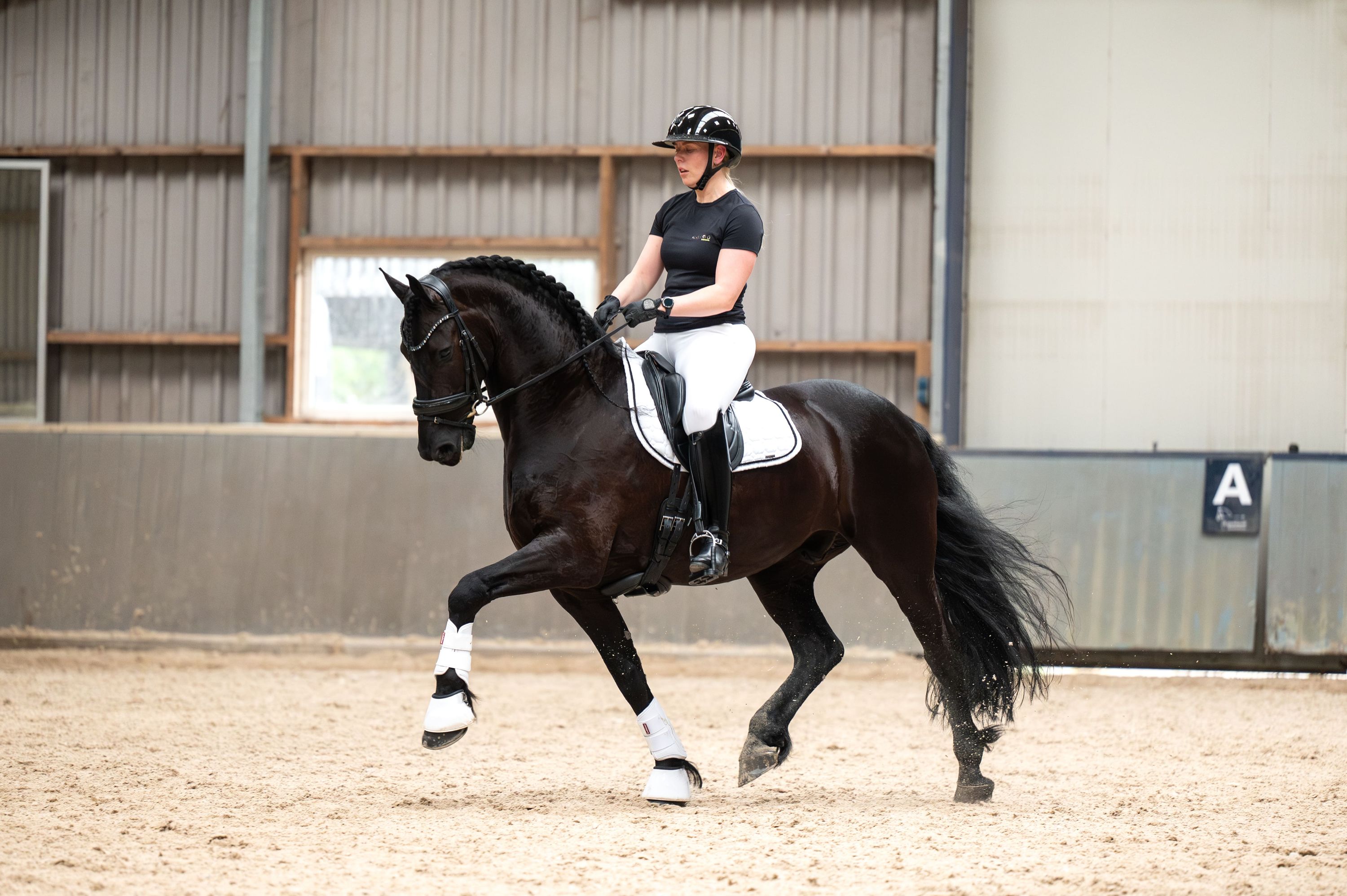 Hongre frison de sport talentueux.