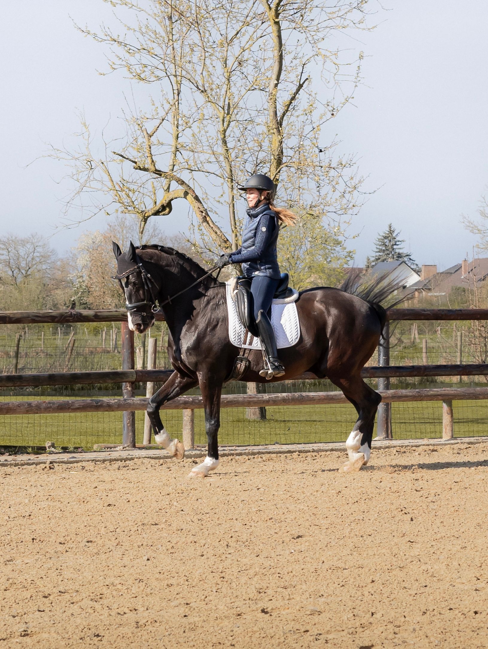 Z2 - Honest and beautiful dressage gelding - with video