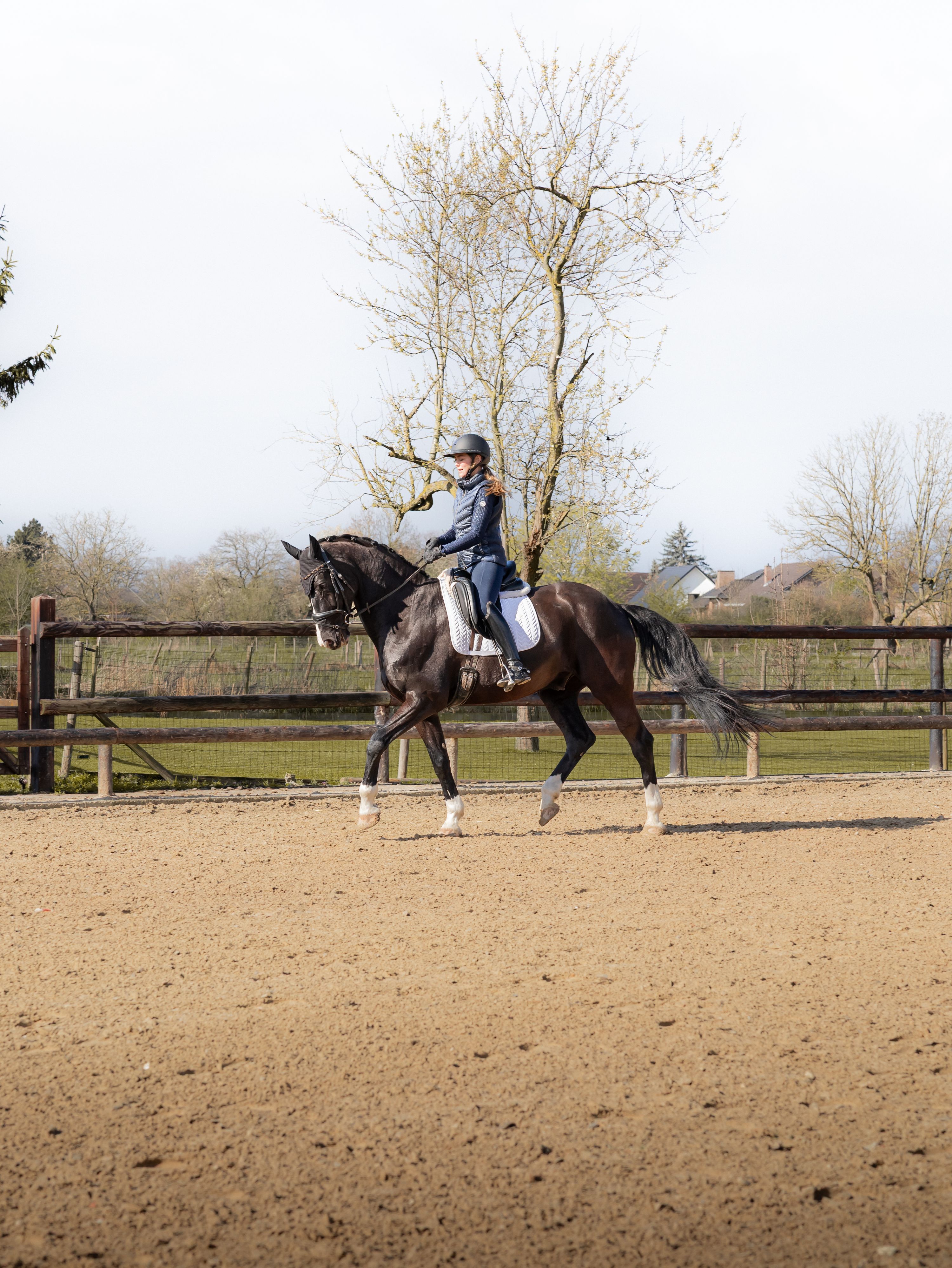 dressuurpaard ruin 14 years old zwart for sale - Photo 4