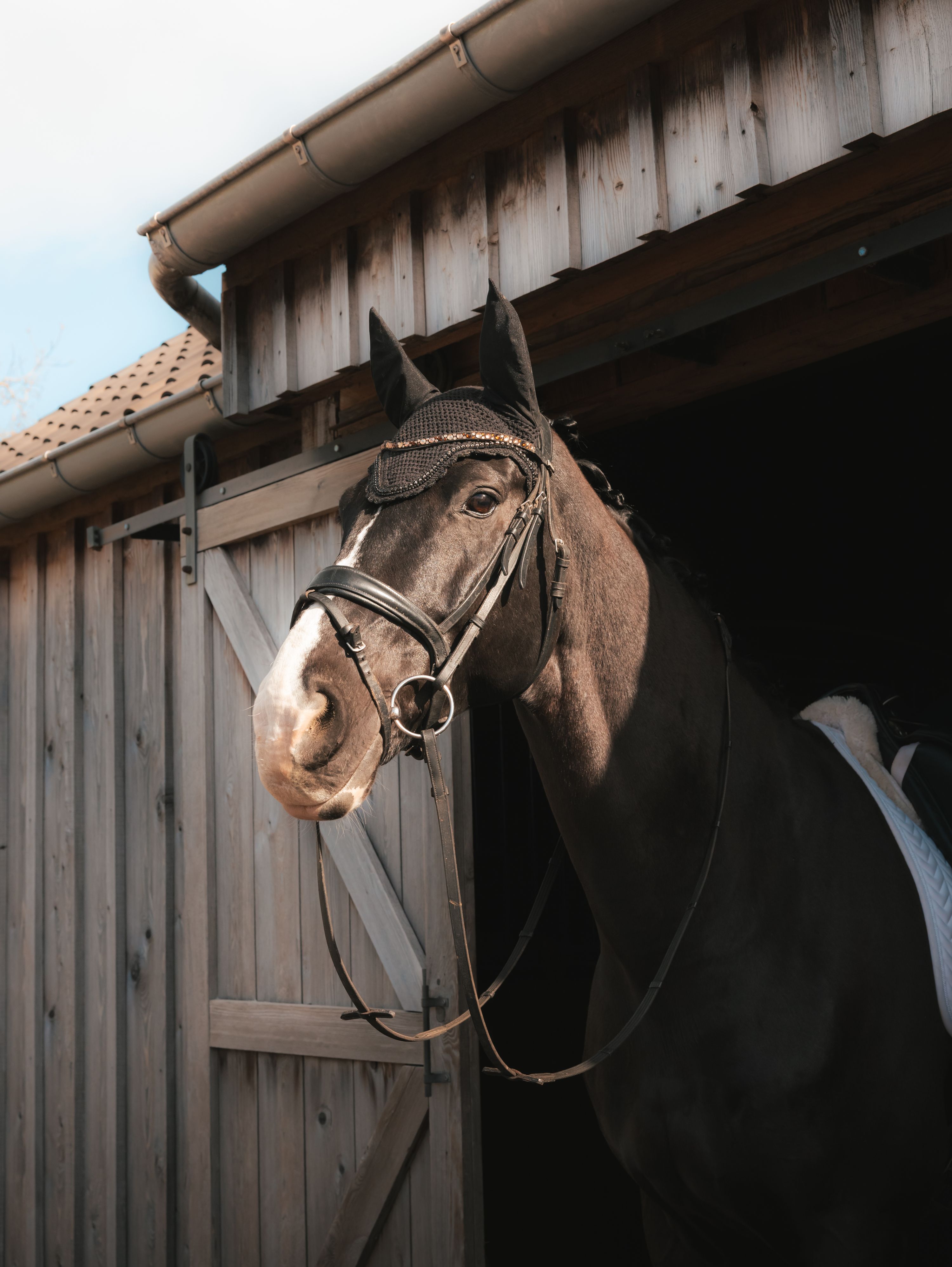 dressuurpaard ruin 14 years old zwart for sale - Photo 2