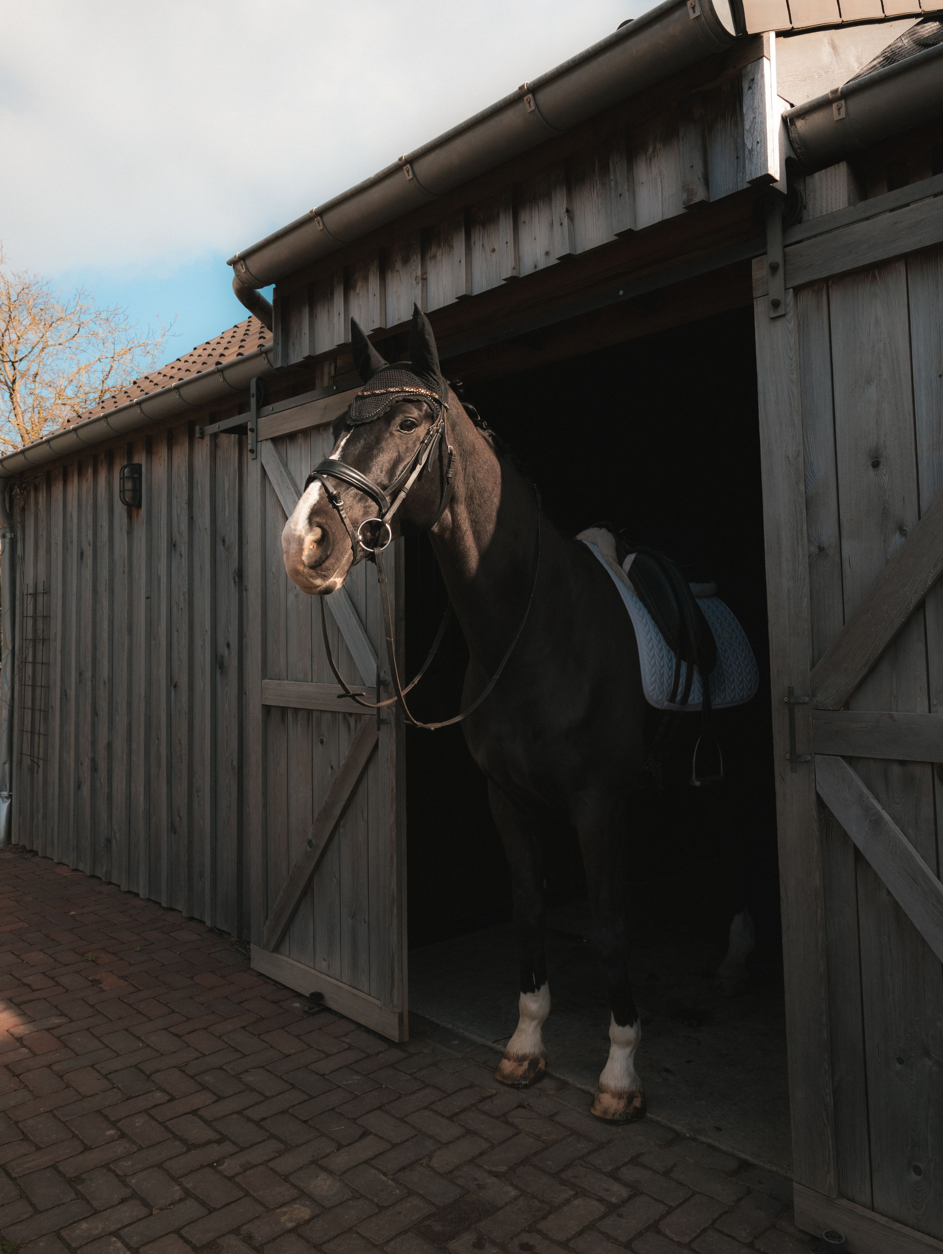 dressuurpaard ruin 14 years old zwart for sale - Photo 5