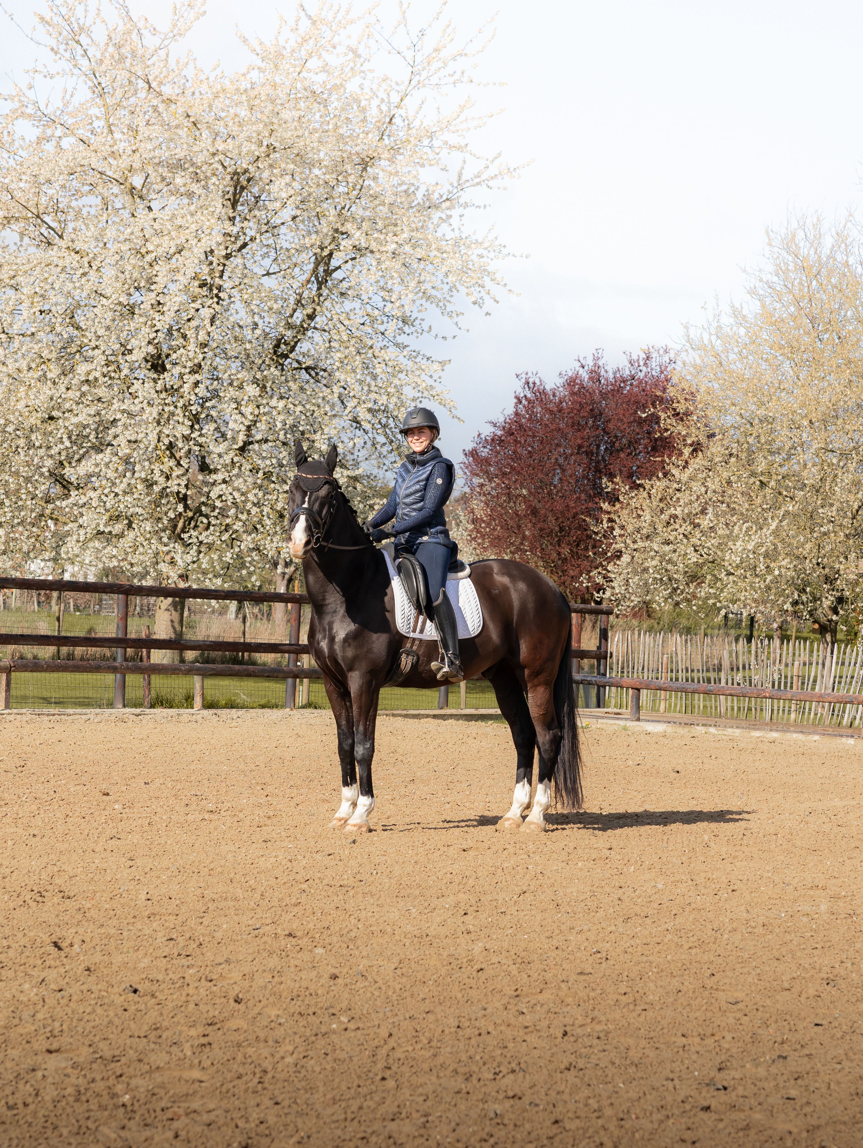 dressuurpaard ruin 14 years old zwart for sale - Photo 3