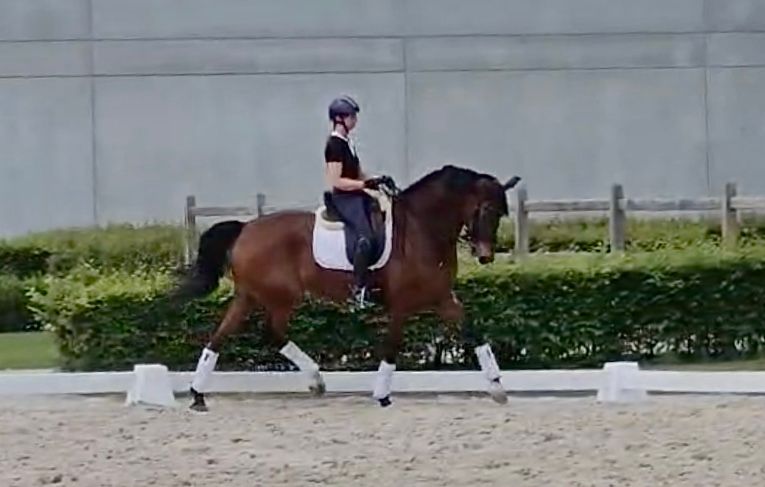 kwpn dressuurpaard ruin 12 ετών bruin προς πώληση - Φωτογραφία 2