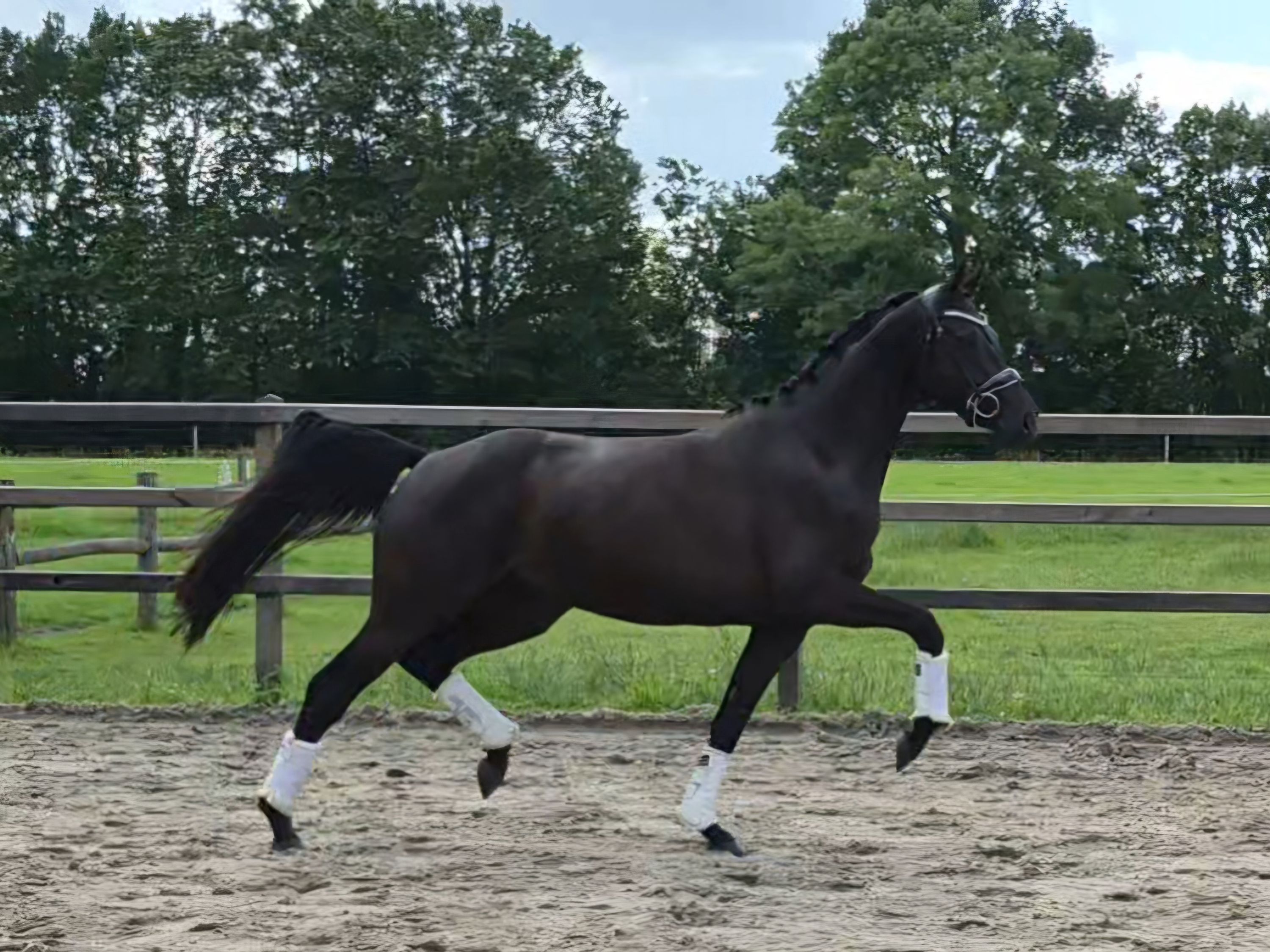 kwpn dressuurpaard merrie 3 歳 zwart 売り出し中 - 写真 2